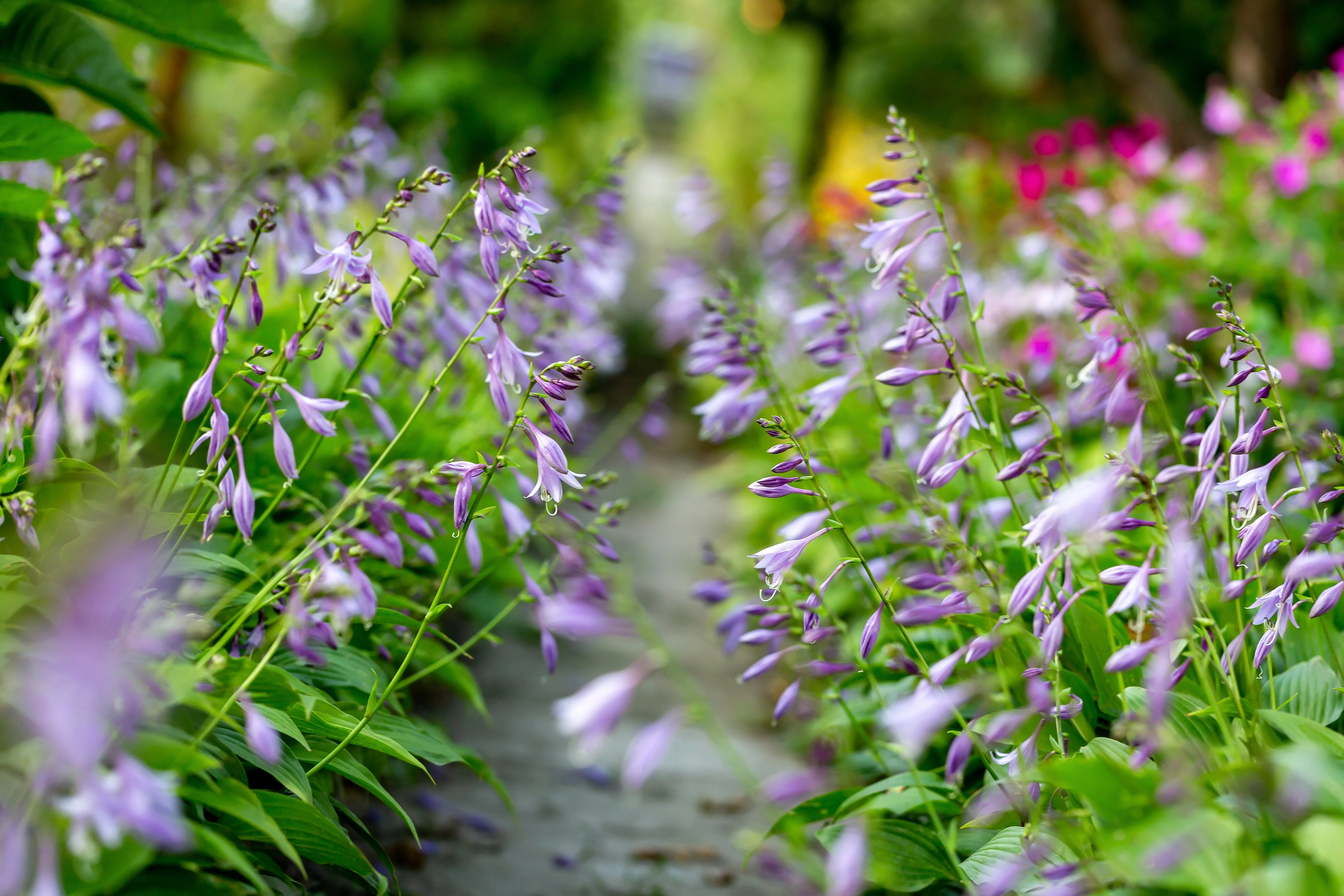 10 HOSTA ELEGANS Shade Lover Flower Seeds - Image 9
