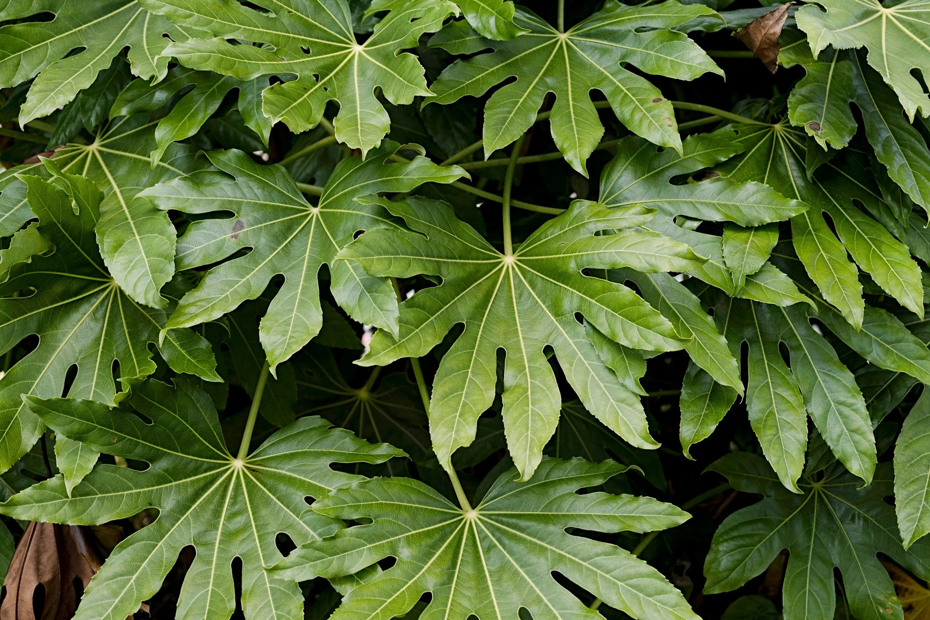 10 JAPANESE FATSI Shrub Flower Paperplant Fatsia Aralia Japonica Seeds - Image 9