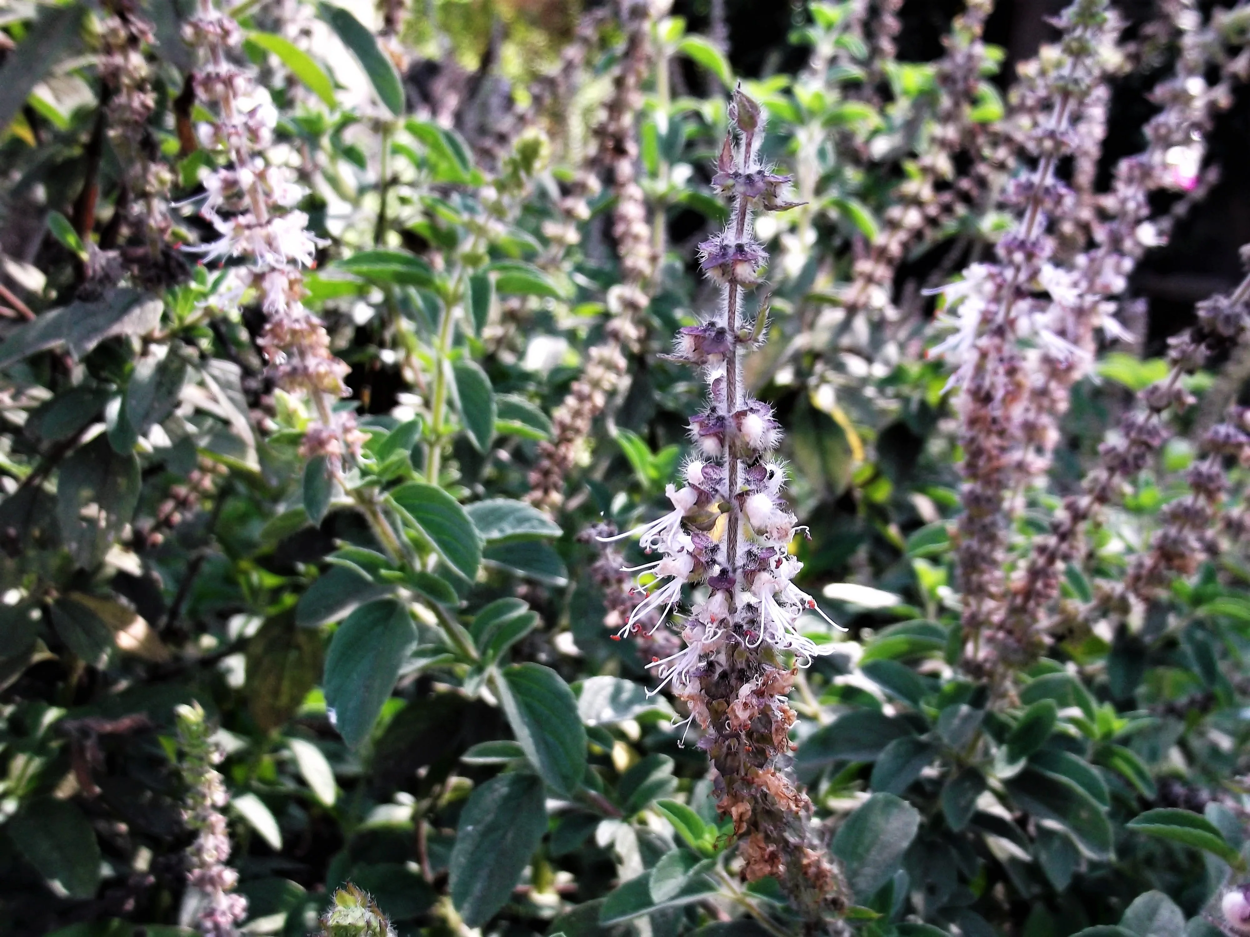 10 Java INDIAN PATCHOULI Pogostemon Heyneanus Herb Shrub Flower Fragrant Patchouly Seeds - Image 3