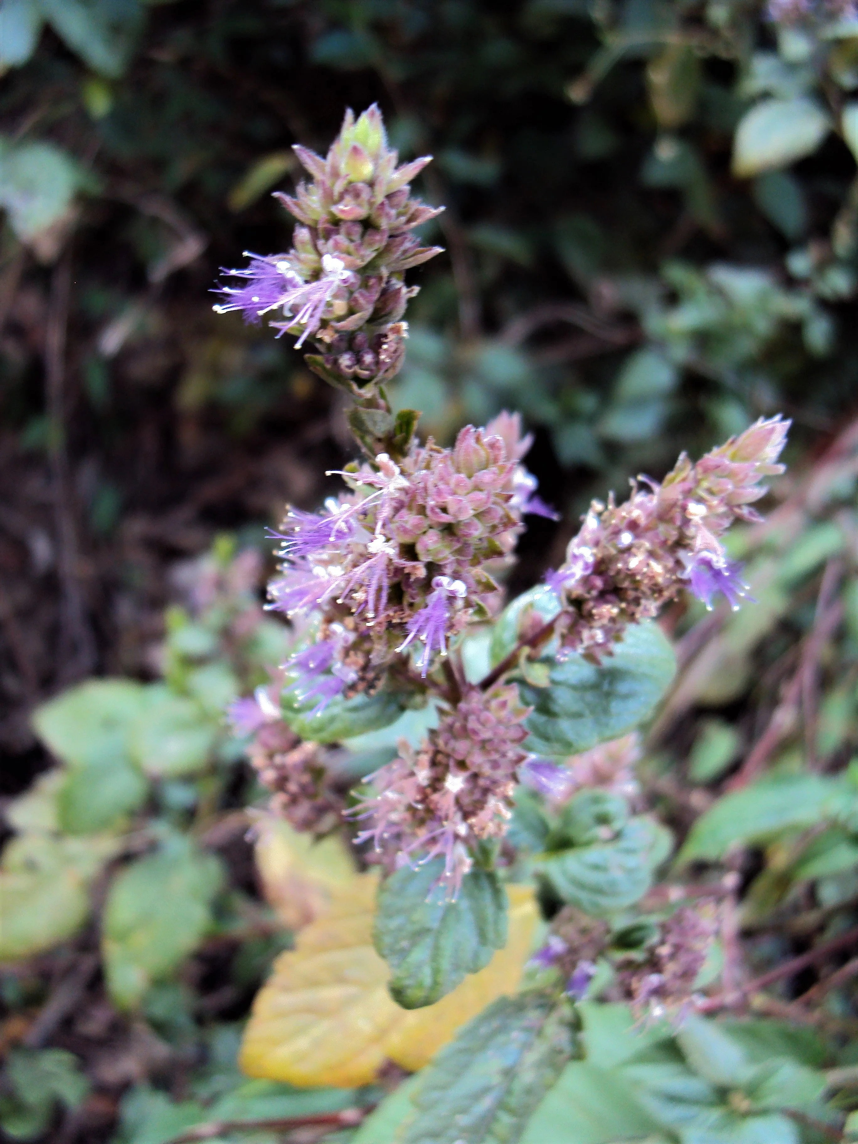 10 Java INDIAN PATCHOULI Pogostemon Heyneanus Herb Shrub Flower Fragrant Patchouly Seeds - Image 5