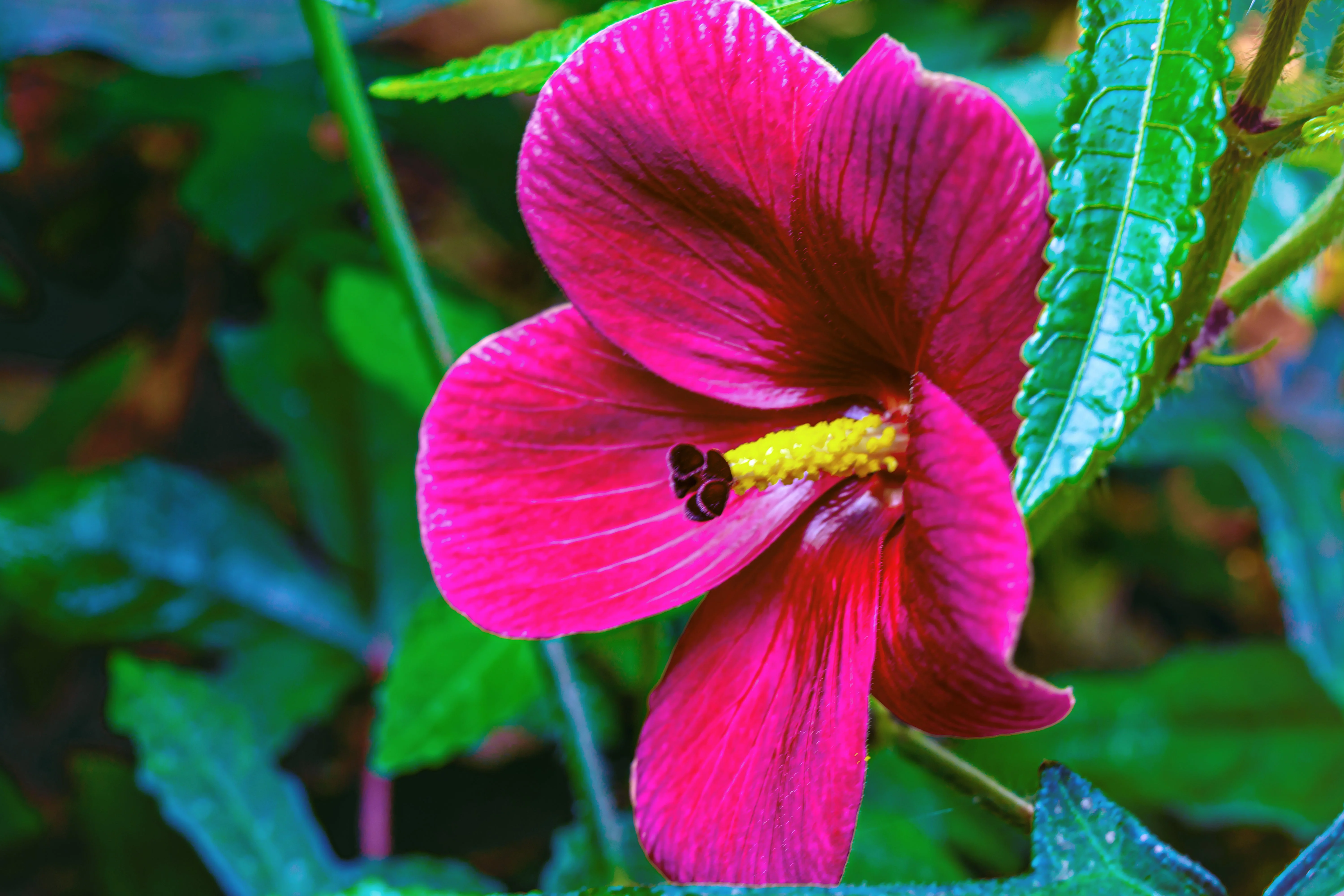 10 KENAF HIBISCUS Cannabinus Indian Hemp Red Flower Seeds - Image 6