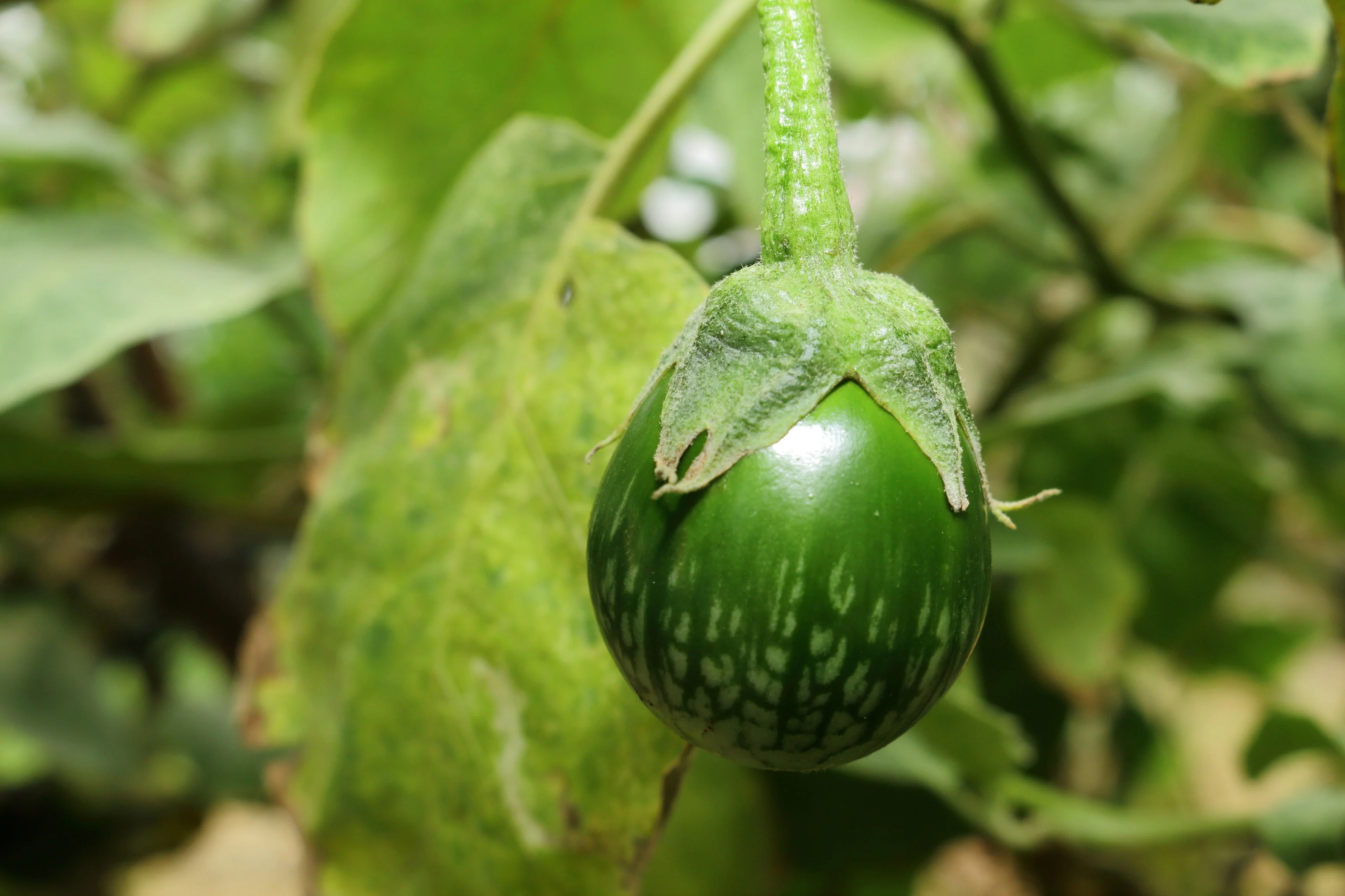 10 KERMIT EGGPLANT Green White Thai Solanum Melongena Fruit Vegetable Seeds - Image 2