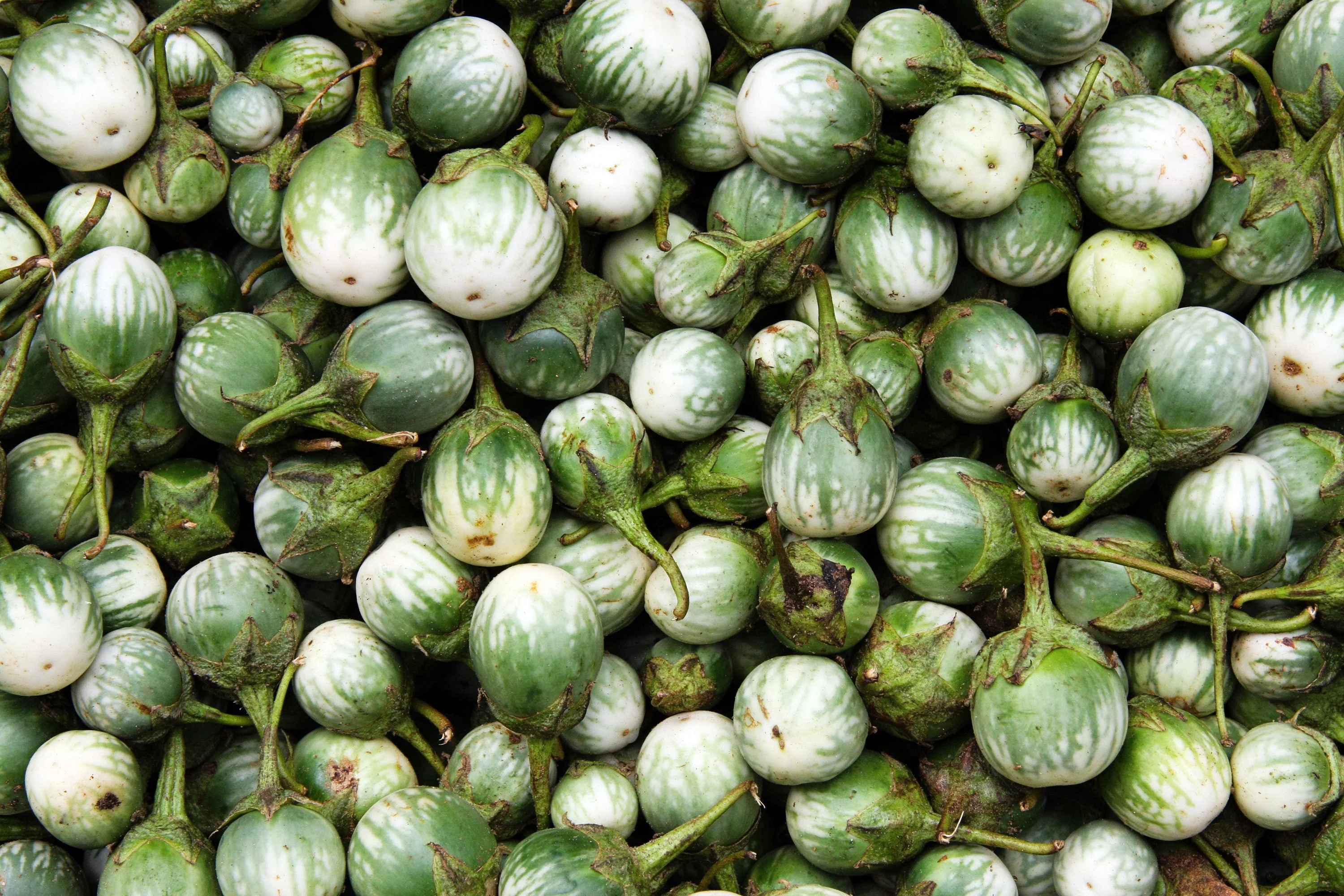 10 KERMIT EGGPLANT Green White Thai Solanum Melongena Fruit Vegetable Seeds - Image 4