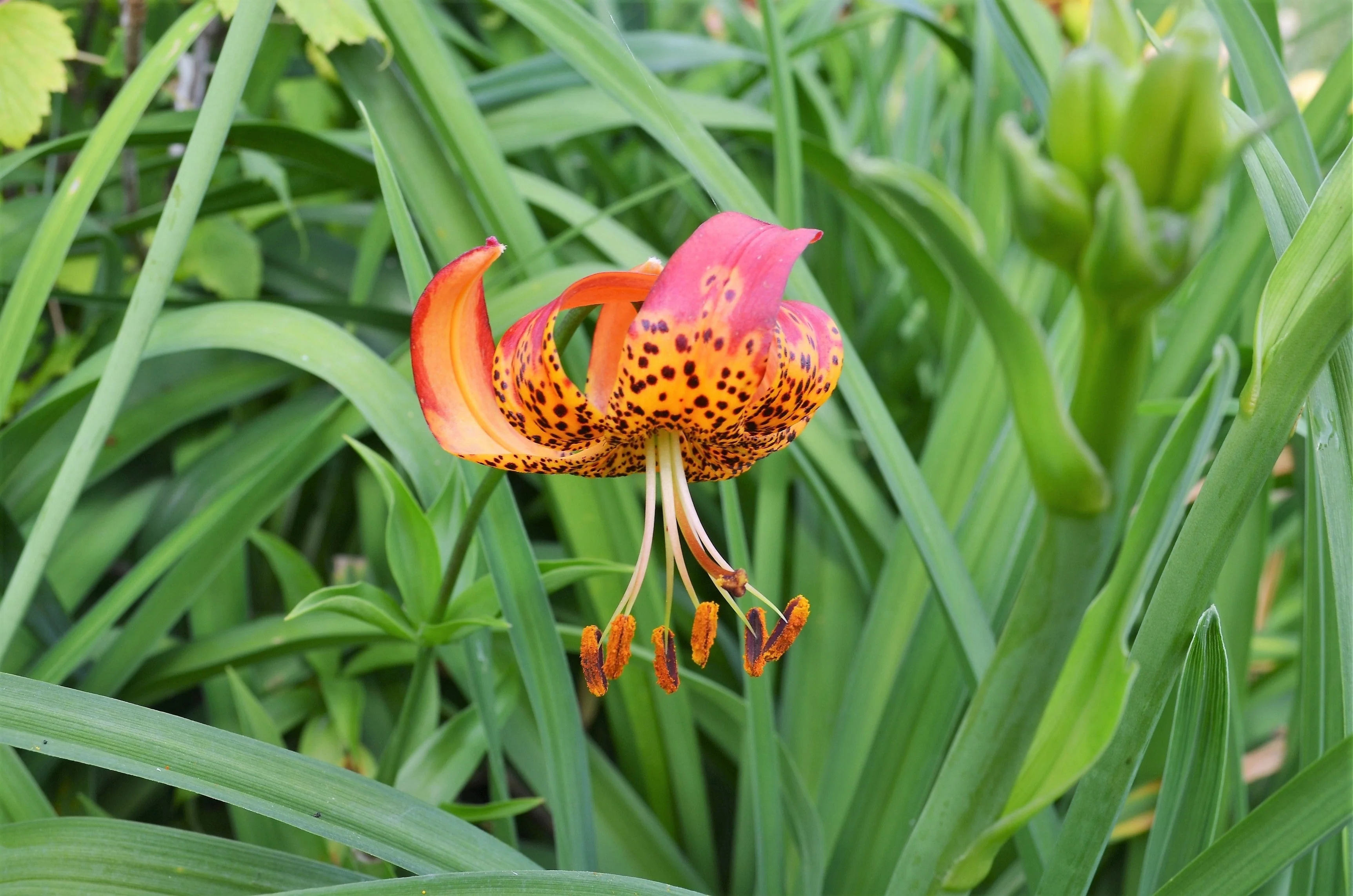 10 LEOPARD LILY California Tiger Lily Panther Lilium Pardalinum Yellow Orange Red Spotted Native Flower Seeds - Image 10