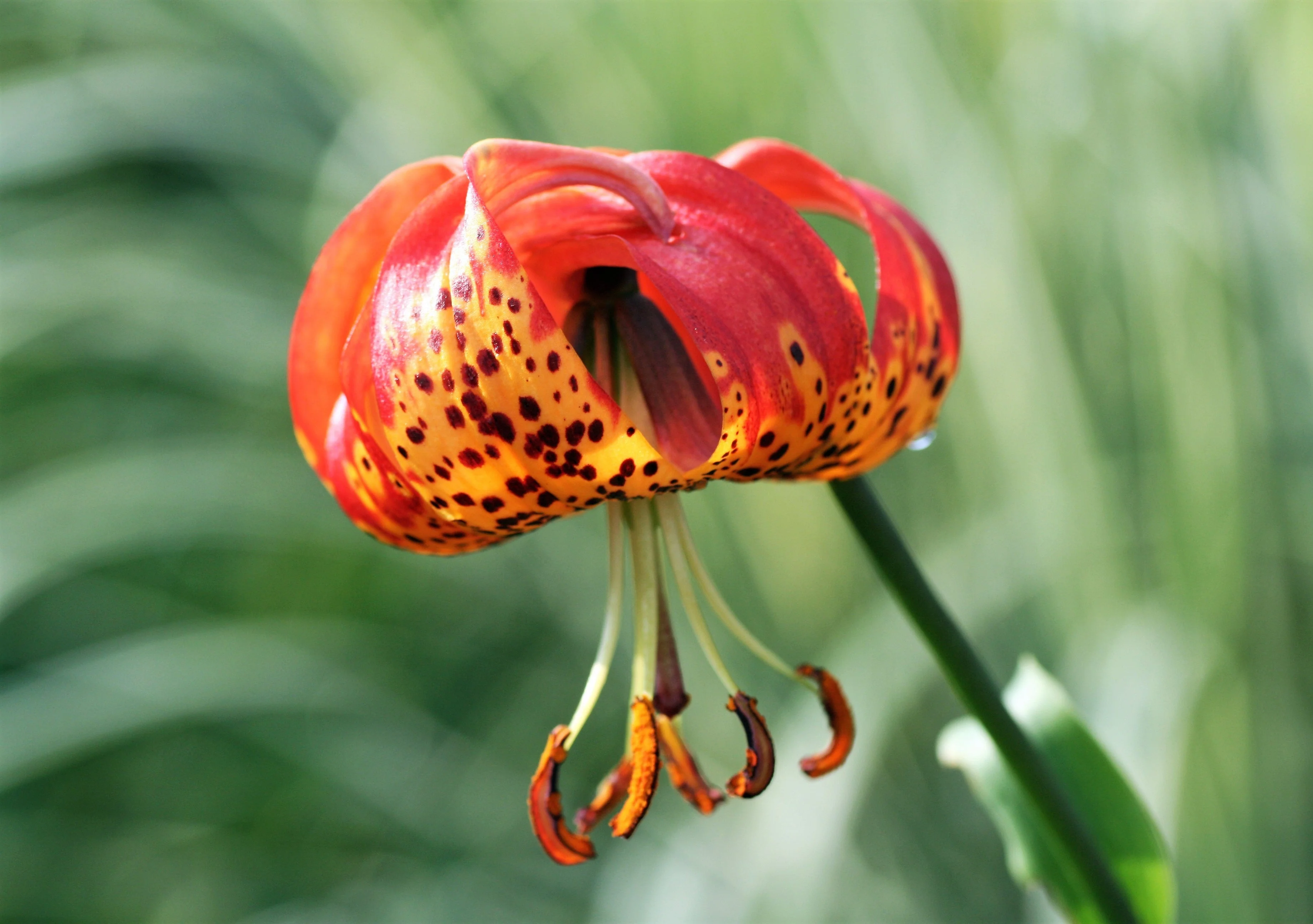 10 LEOPARD LILY California Tiger Lily Panther Lilium Pardalinum Yellow Orange Red Spotted Native Flower Seeds - Image 7