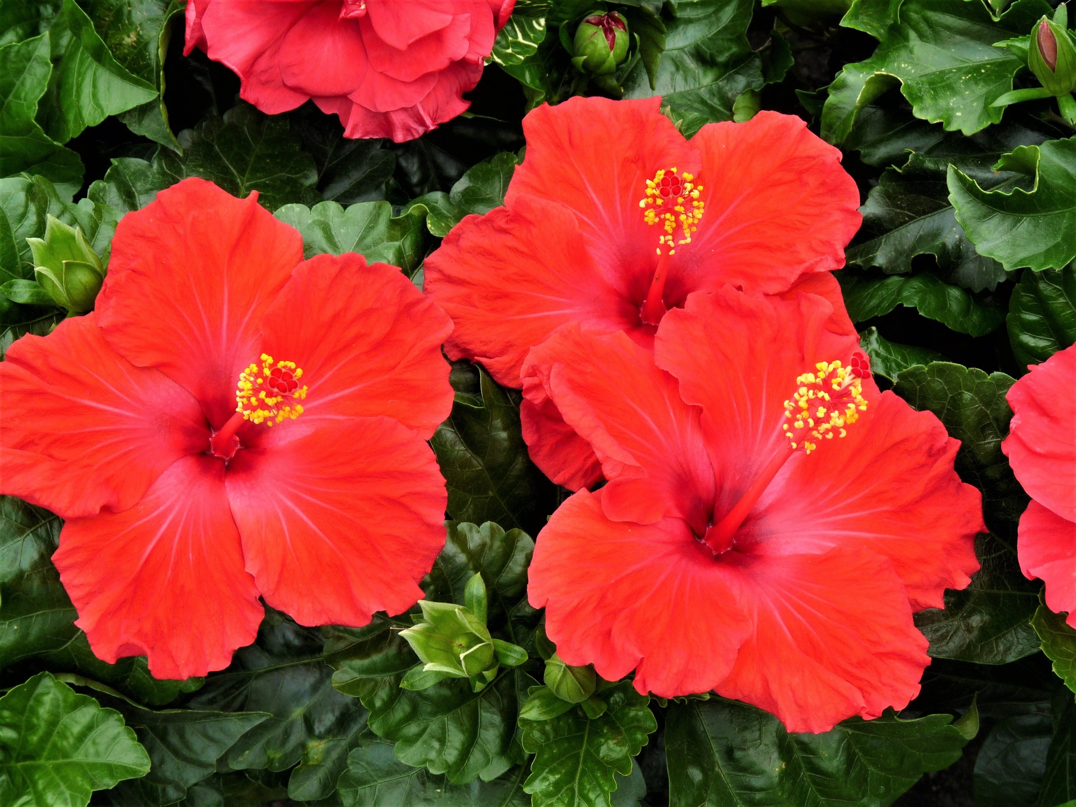 10 Luna RED HARDY HIBISCUS Hibiscus Moscheutos Balhibred Flower Seeds - Image 8