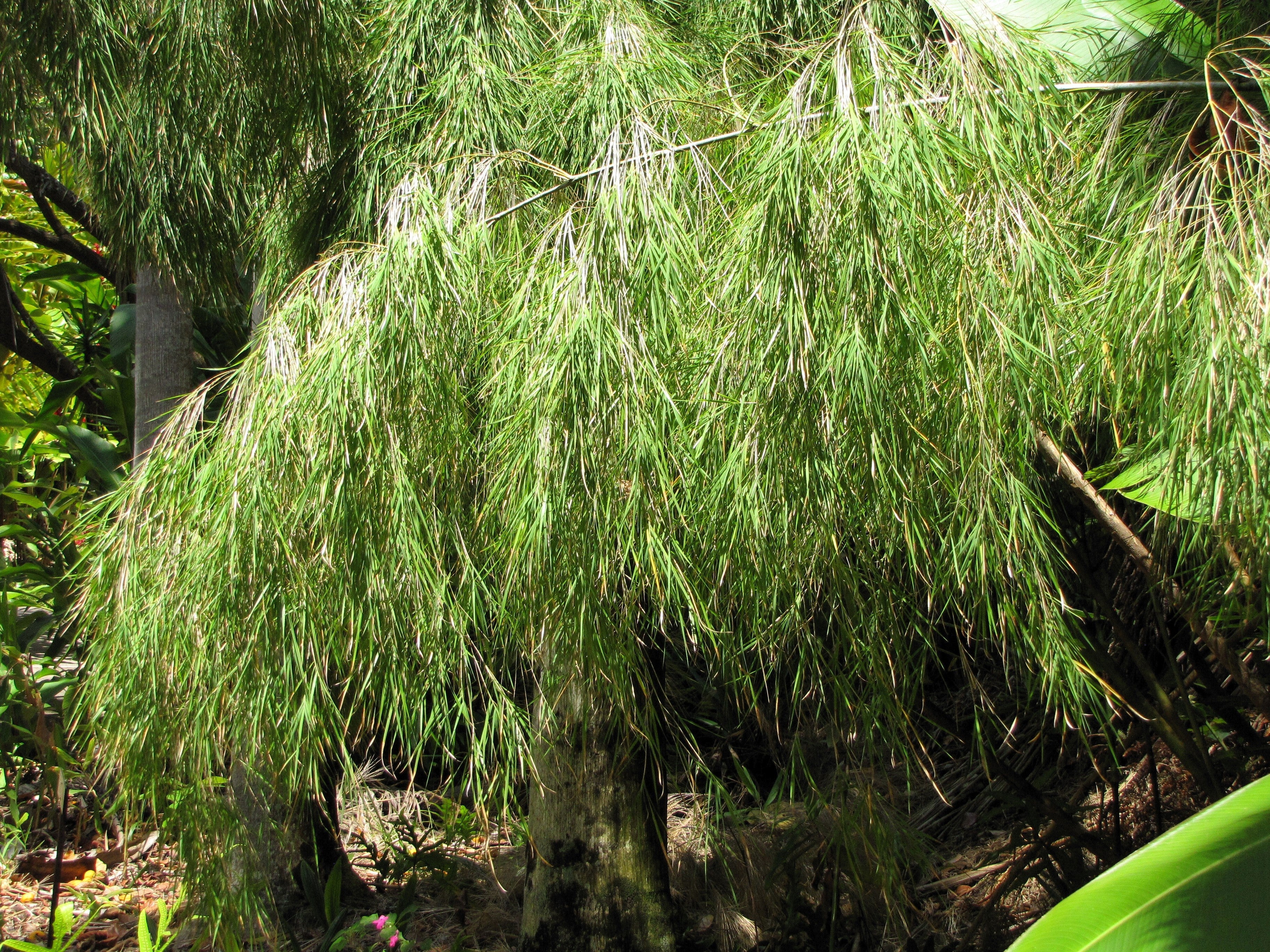 10 MEXICAN WEEPING BAMBOO Otatea Acuminata Rare Seeds - Image 5