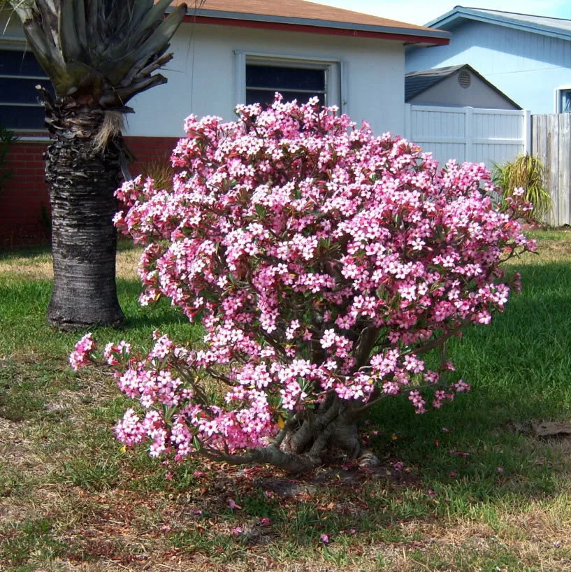 10 Mixed DESERT ROSE / ADENIUM Obesum African Houseplant Flower Seeds - Image 4