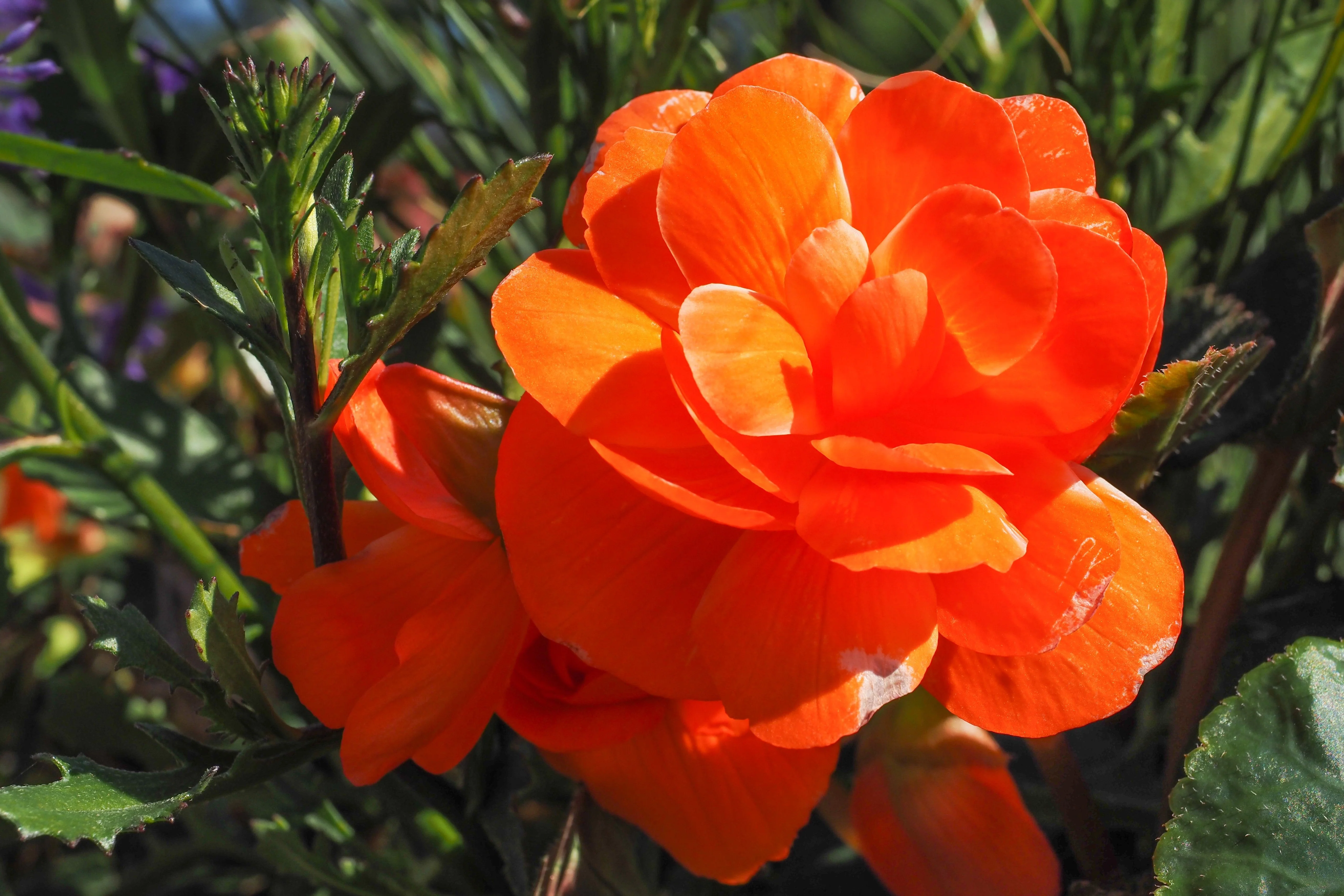10 MIXED DOUBLE BEGONIA Tuberosa Tuberous Begonia Red Pink White Yellow Orange Shade Flower Seeds - Image 10