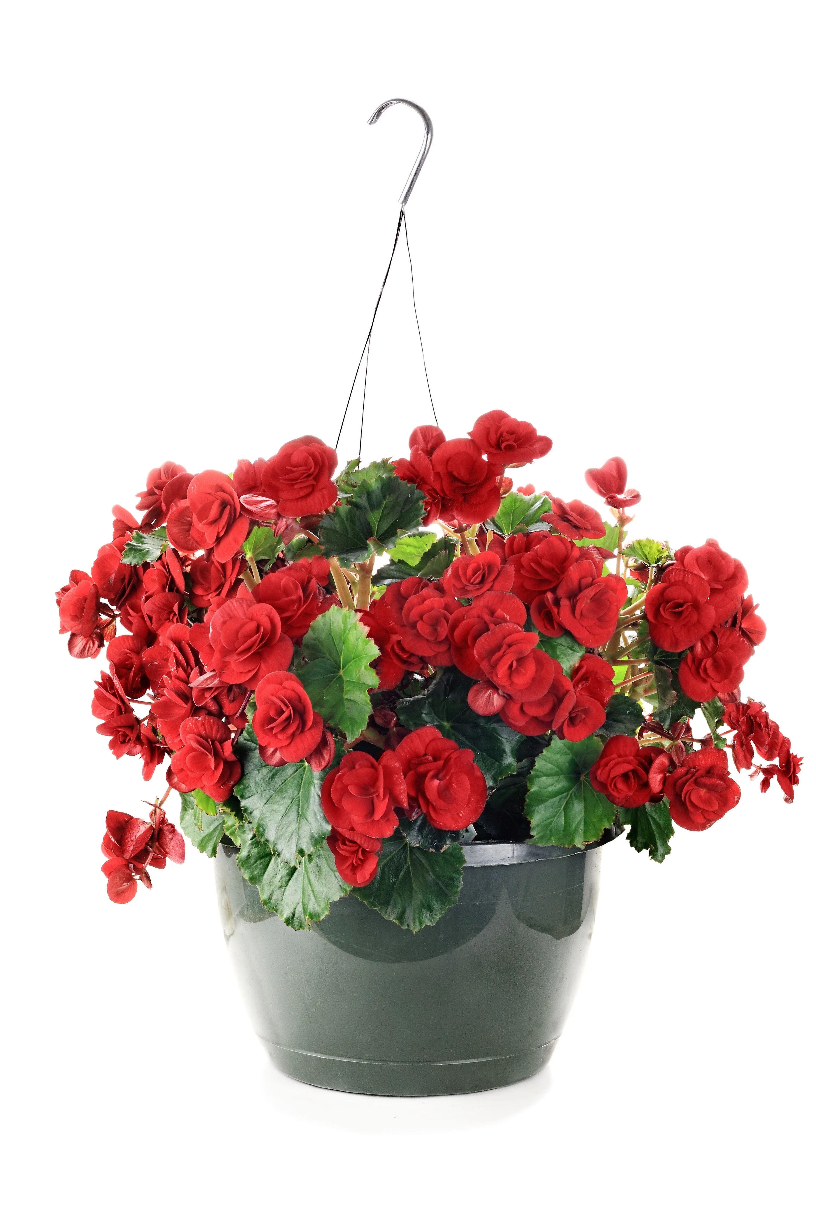 10 MIXED DOUBLE BEGONIA Tuberosa Tuberous Begonia Red Pink White Yellow Orange Shade Flower Seeds - Image 13