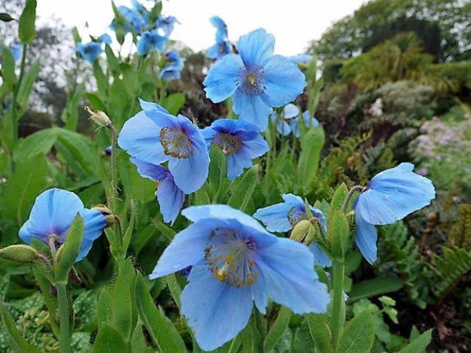10 MIXED HIMALAYAN POPPY Blue Red Violet Meconopsis Napaulensis Mix Flower Seeds - Image 2