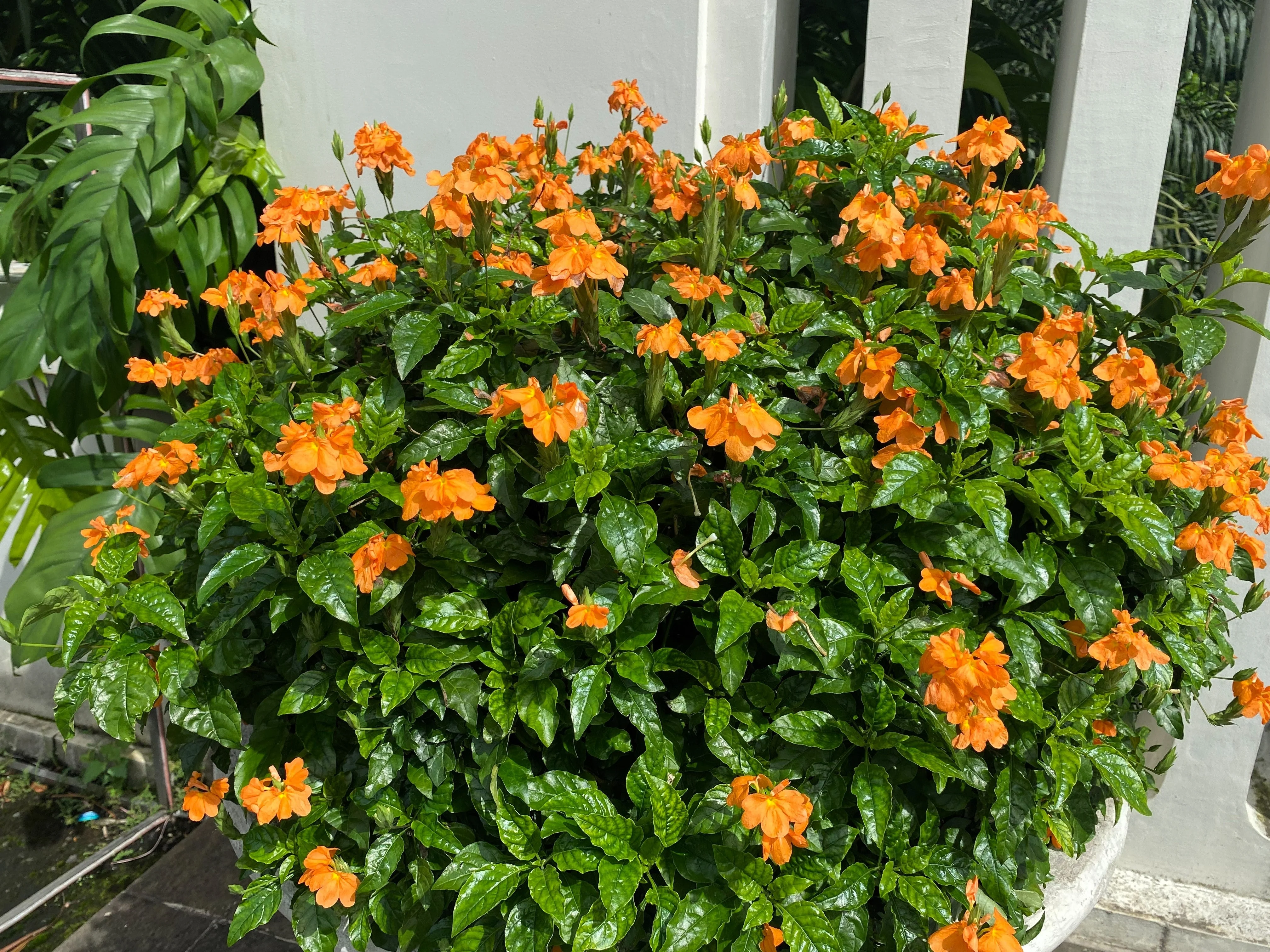 10 ORANGE MARMALADE CROSSANDRA Infundibuliformis Firecracker Flower Houseplant Seeds - Image 2