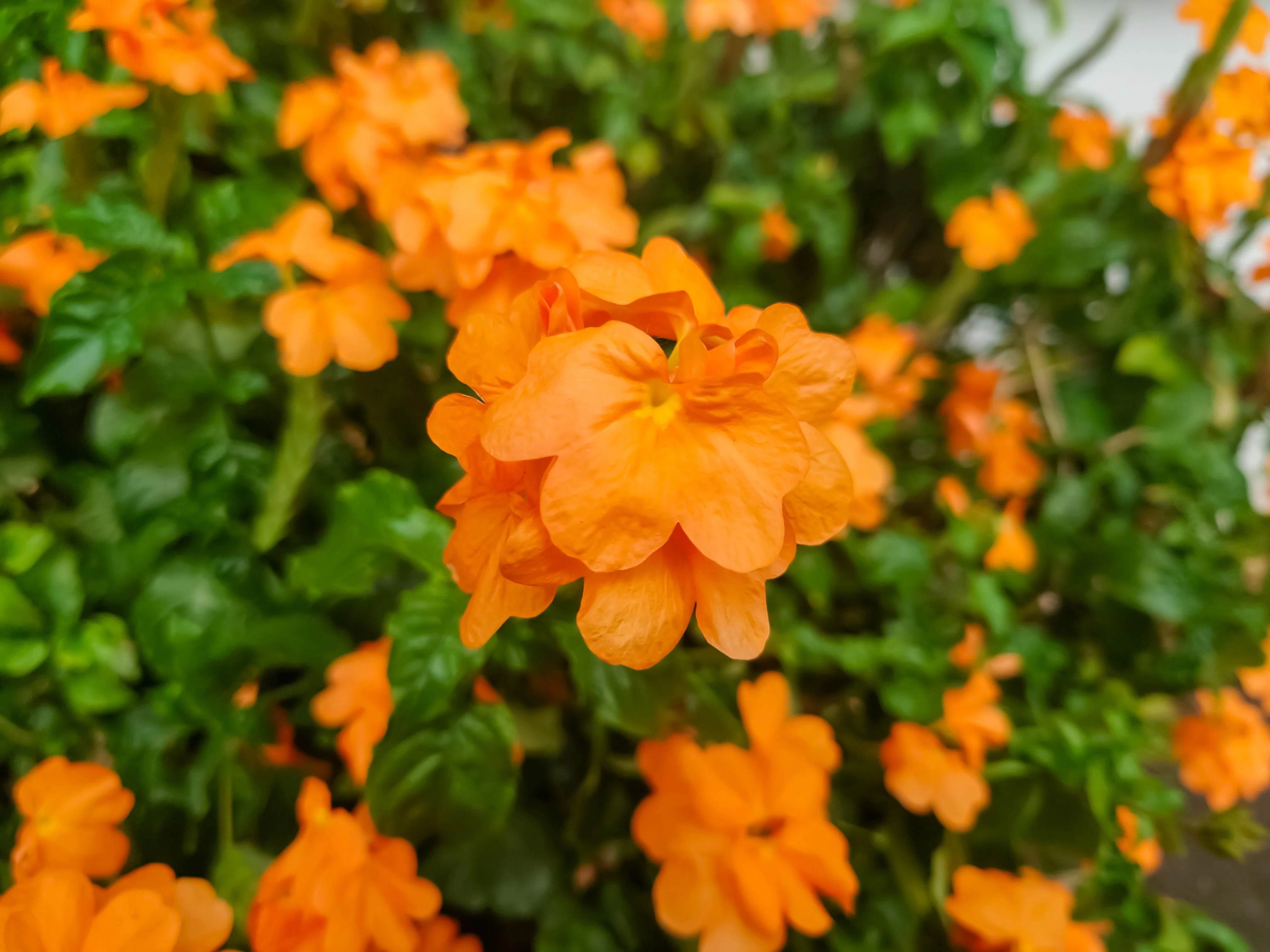 10 ORANGE MARMALADE CROSSANDRA Infundibuliformis Firecracker Flower Houseplant Seeds - Image 3