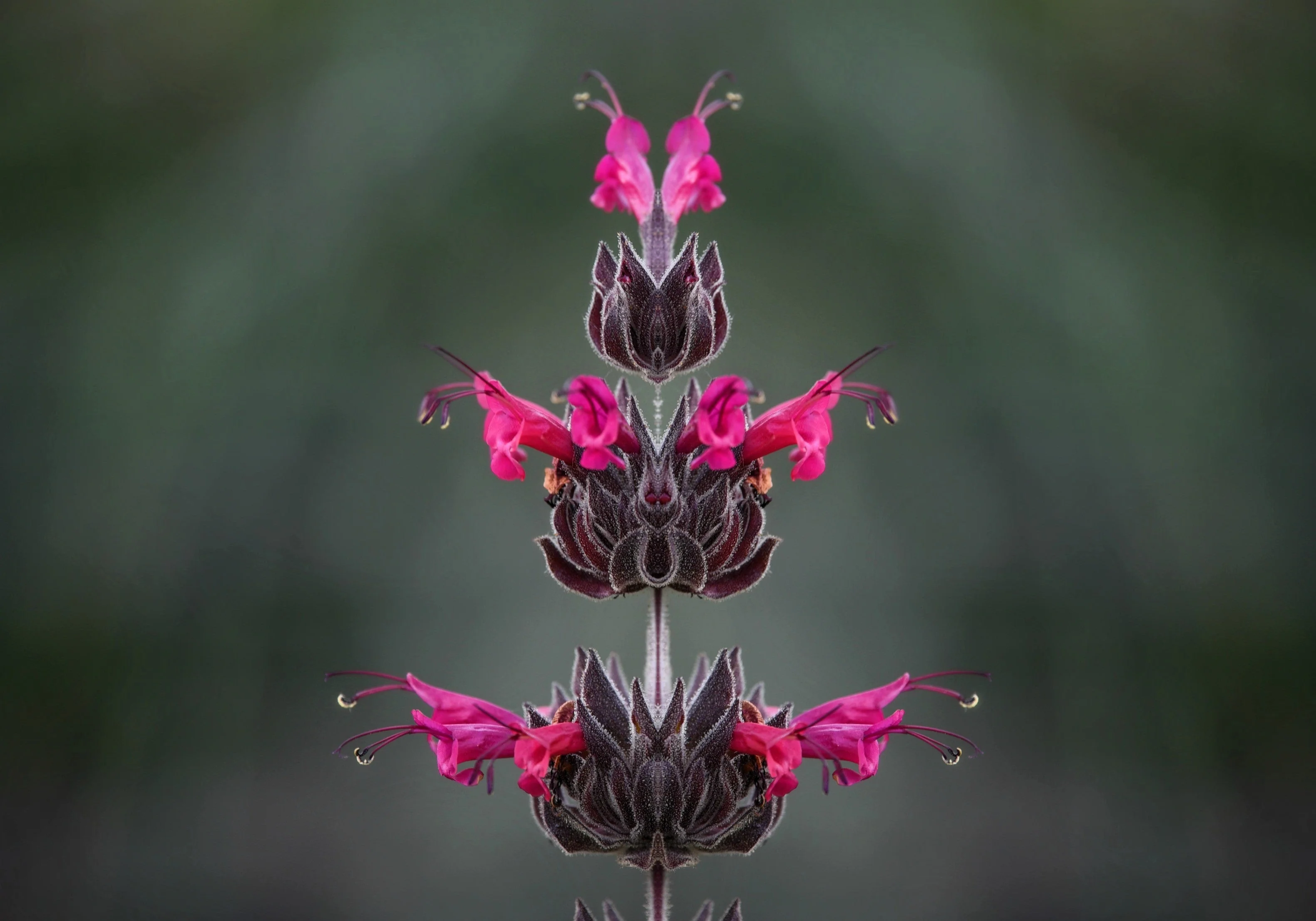 10 Organic California HUMMINGBIRD SAGE Salvia Spathacea Magenta Red Flower Herb Seeds - Image 4