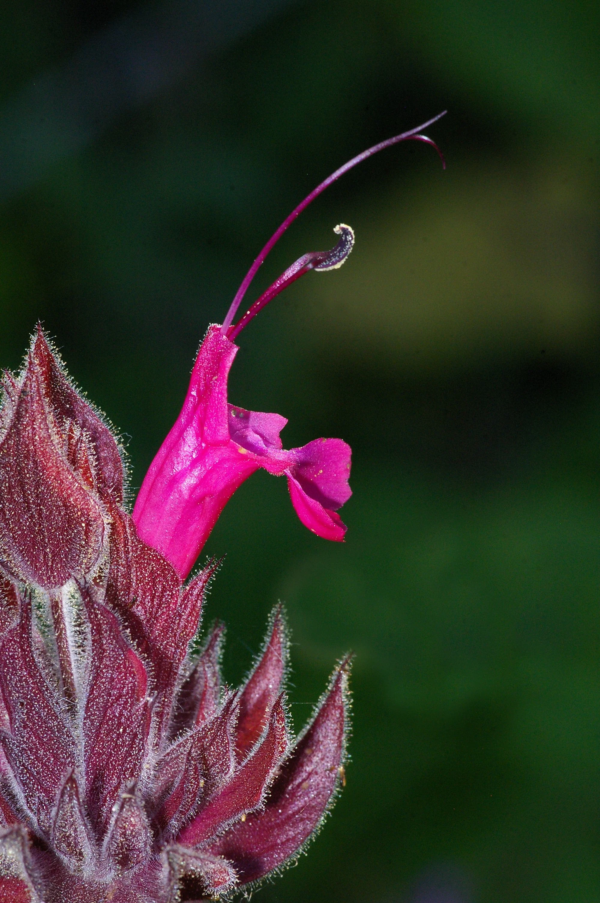 10 Organic California HUMMINGBIRD SAGE Salvia Spathacea Magenta Red Flower Herb Seeds - Image 7