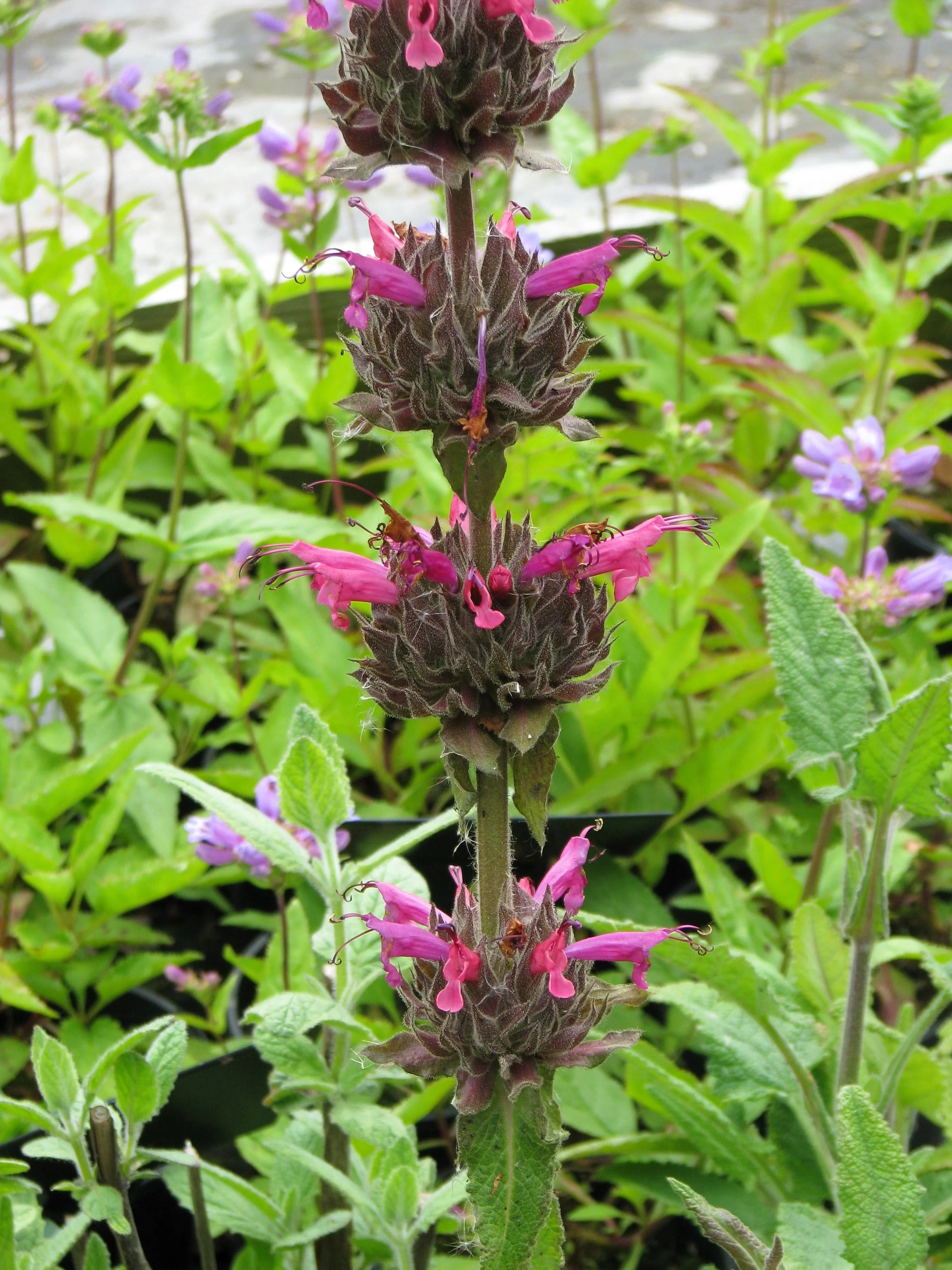 10 Organic California HUMMINGBIRD SAGE Salvia Spathacea Magenta Red Flower Herb Seeds - Image 8