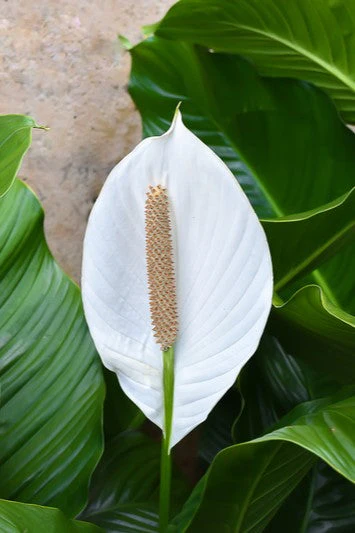 10 PEACE LILY Spathiphyllum Wallisii Houseplant White Sails / Spathe Flower Seeds - Image 4
