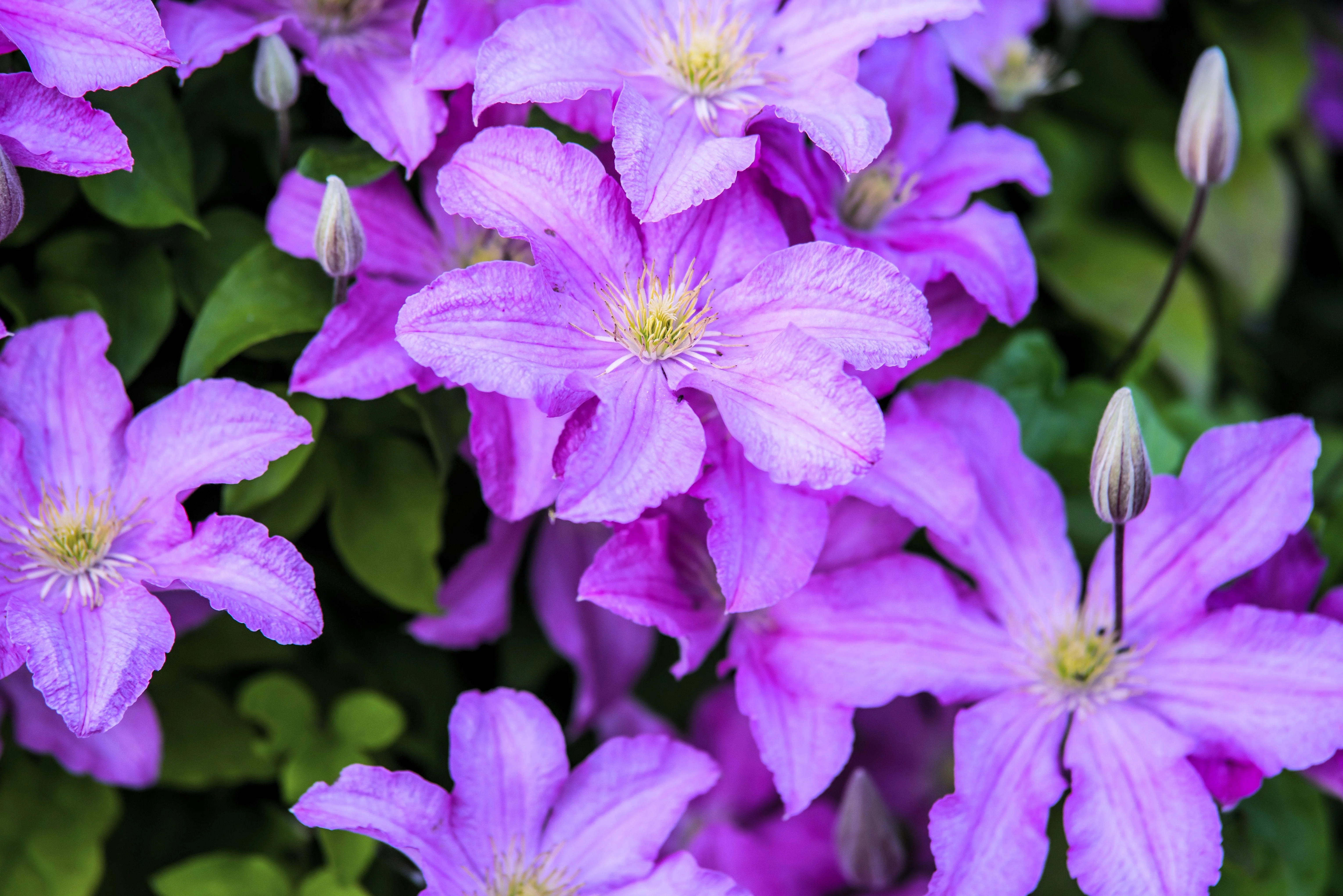 10 PURPLE ALPINE CLEMATIS Alpina Virgin's Bower Flower Vine Seeds - Image 4