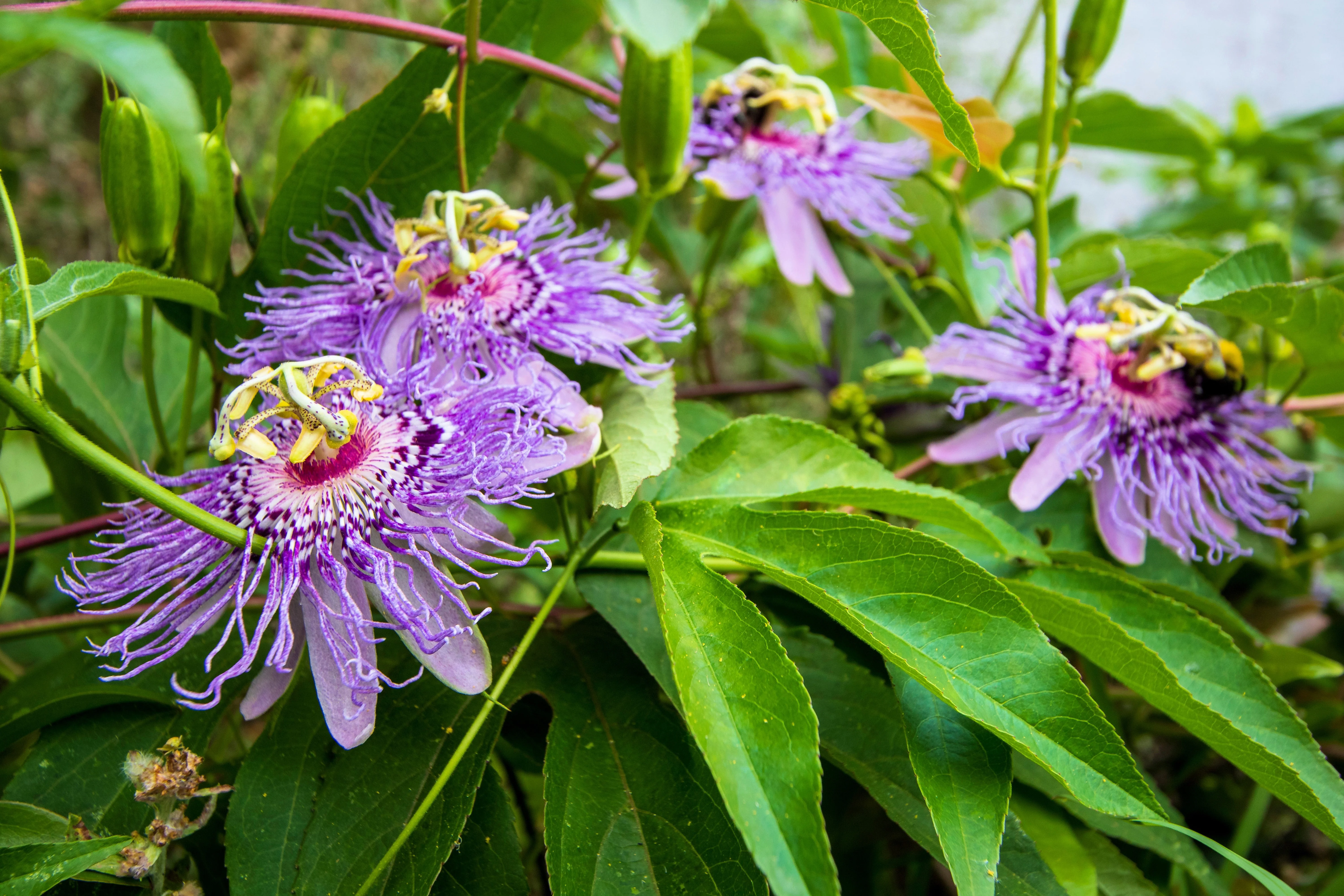 10 Purple PASSION FLOWER Passion FRUIT Granadilla Passiflora Incarnata Vine Seeds - Image 9