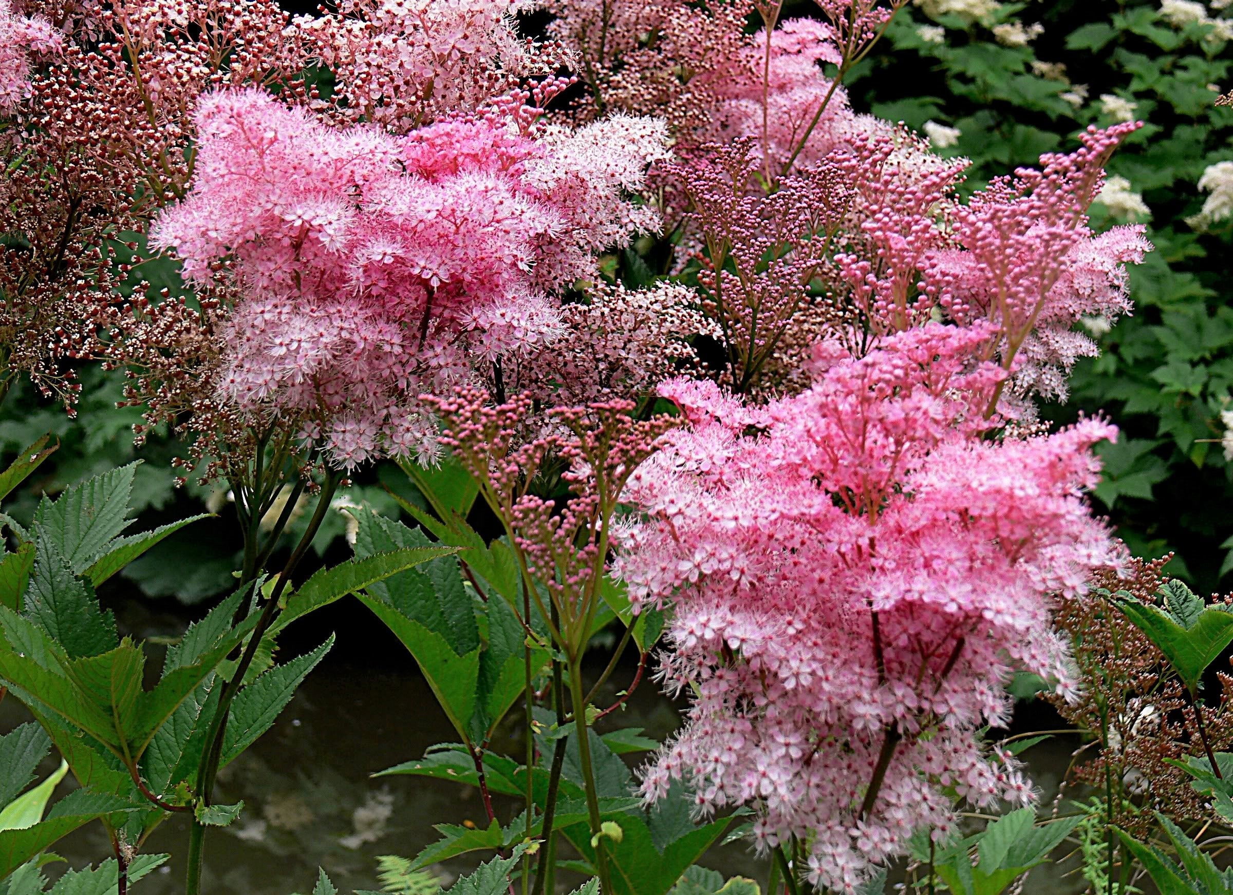 10 QUEEN Of THE PRAIRIE Pink Meadowsweet Filipendula Rubra Flower Seeds - Image 5