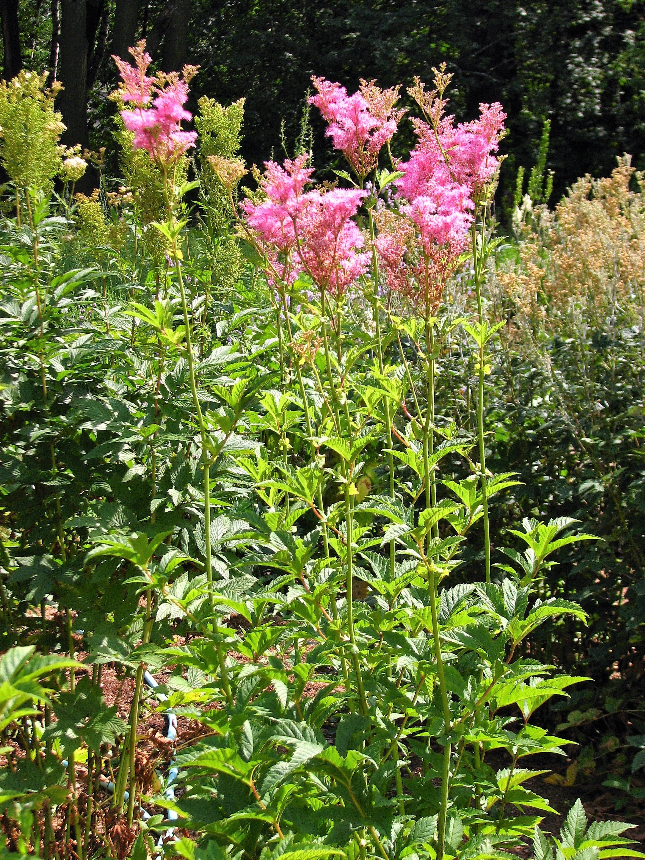 10 QUEEN Of THE PRAIRIE Pink Meadowsweet Filipendula Rubra Flower Seeds - Image 7