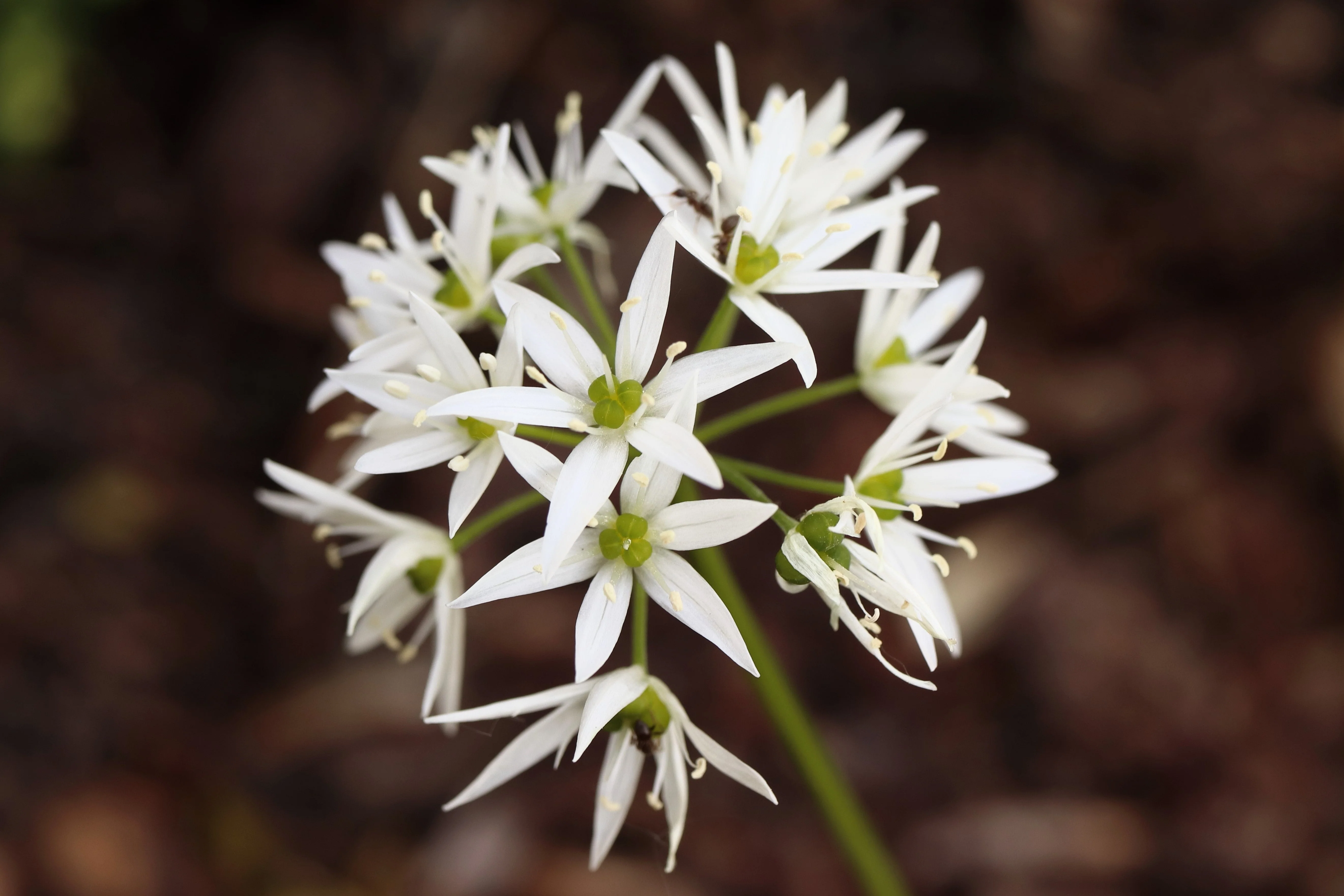 10 RAMSONS / WILD Bear GARLIC Allium Ursinum Vegetable Herb White Flower Seeds - Image 8