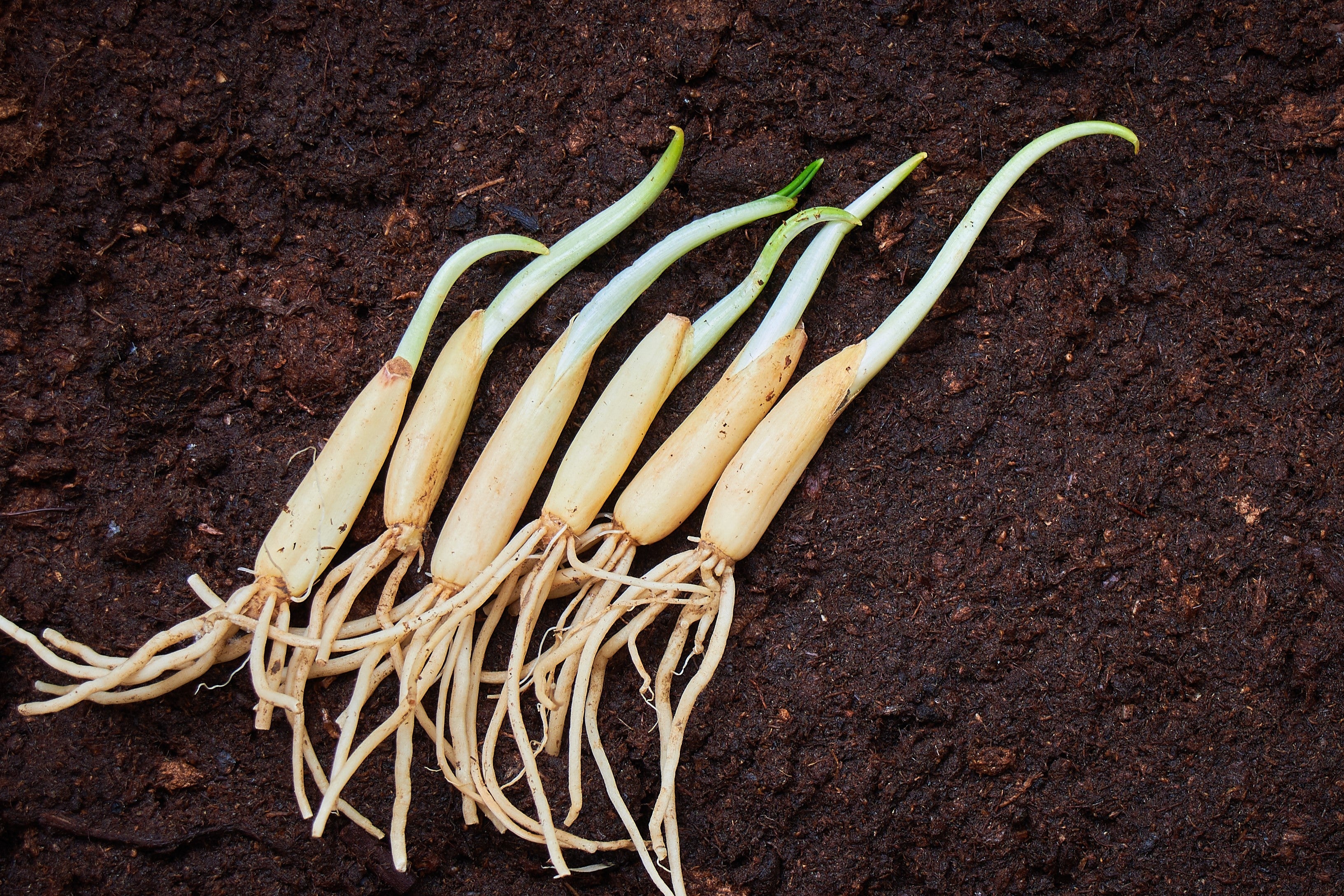 10 RAMSONS / WILD Bear GARLIC Allium Ursinum Vegetable Herb White Flower Seeds - Image 9