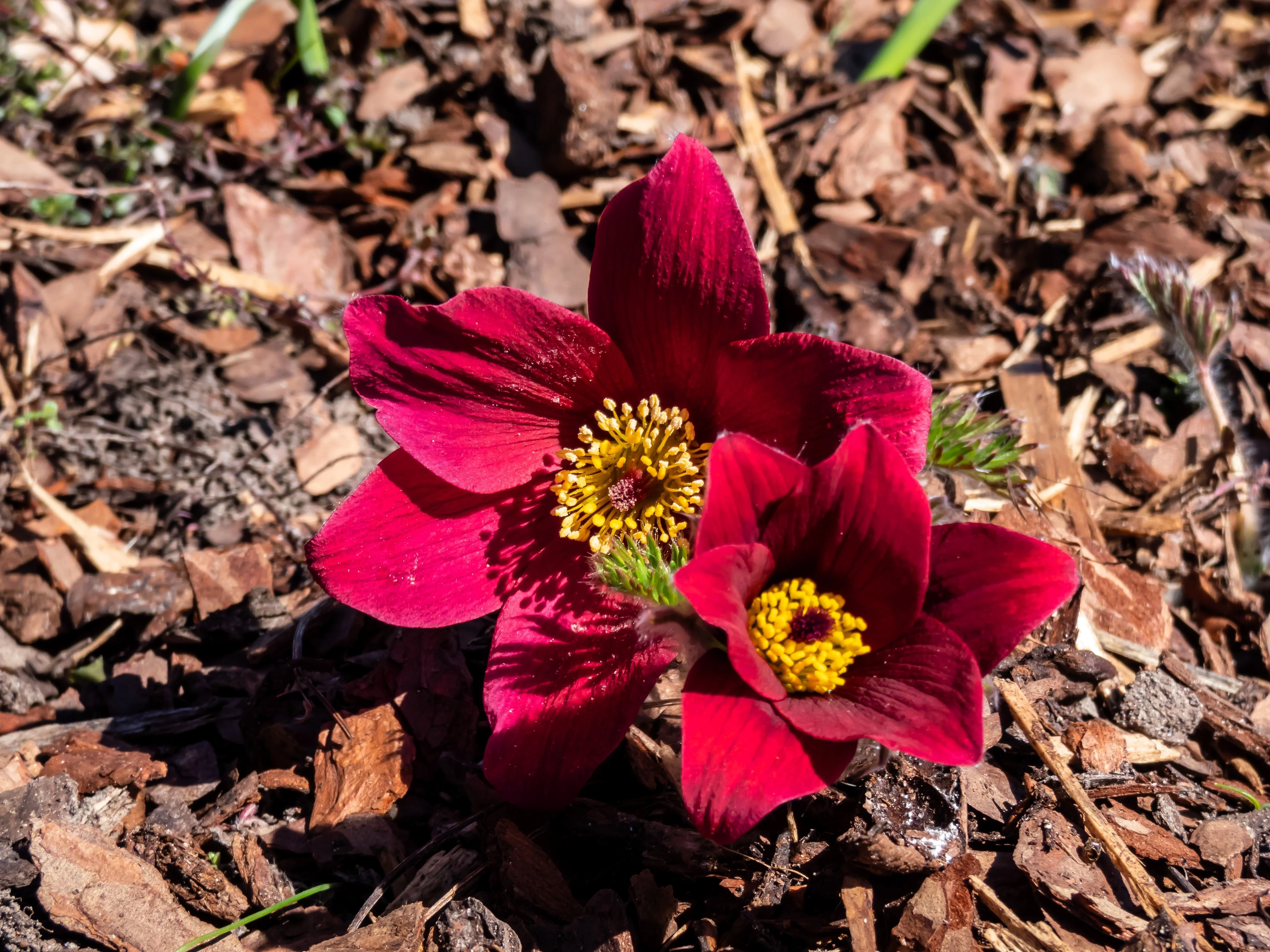 10 RED ANEMONE Pulsatilla Vulgaris PASQUE Flower Seeds - Image 3