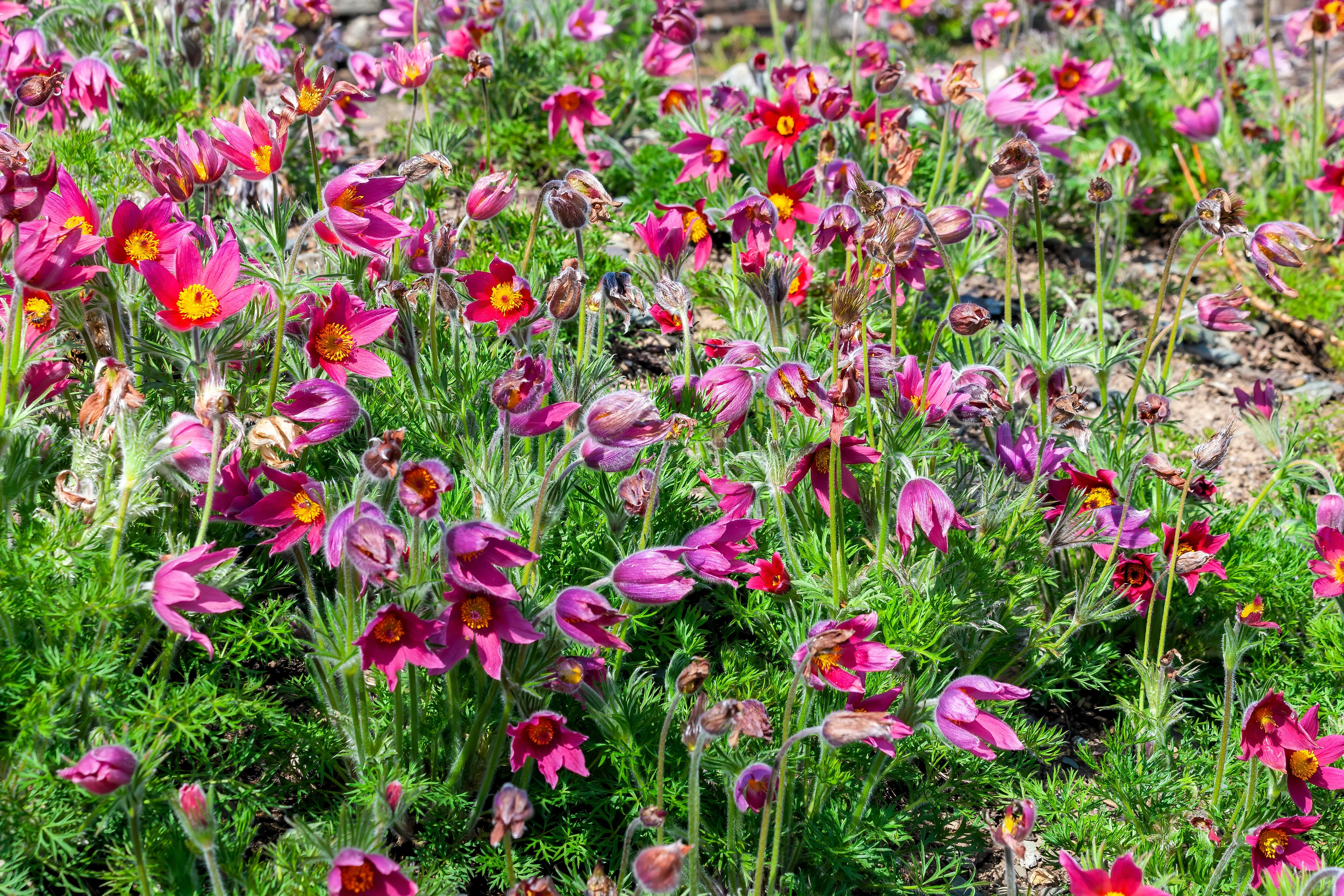 10 RED ANEMONE Pulsatilla Vulgaris PASQUE Flower Seeds - Image 9