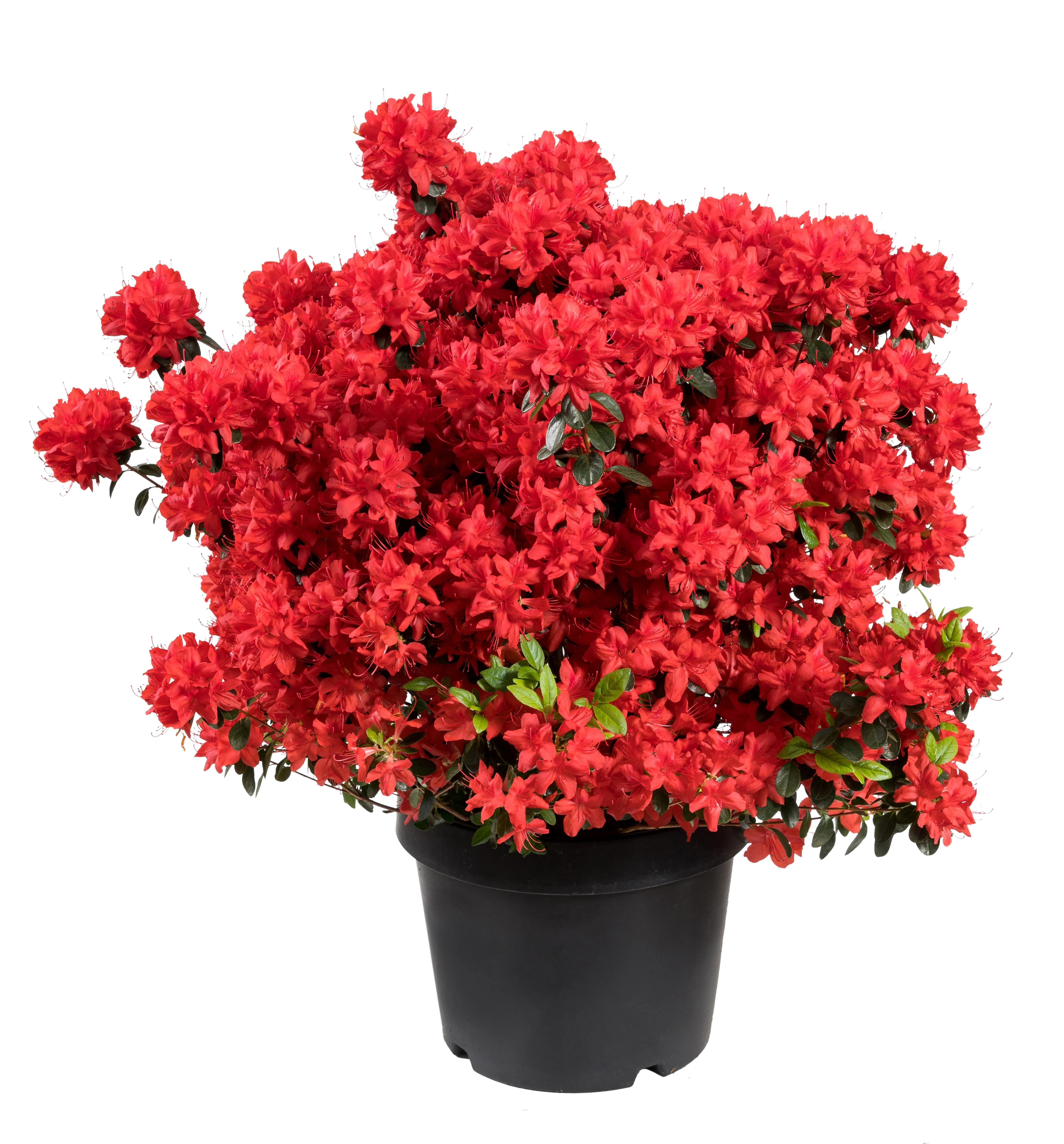 10 RED CUMBERLAND AZALEA Rhododendron Cumberlandense Bush Shrub Flower Seeds - Image 2