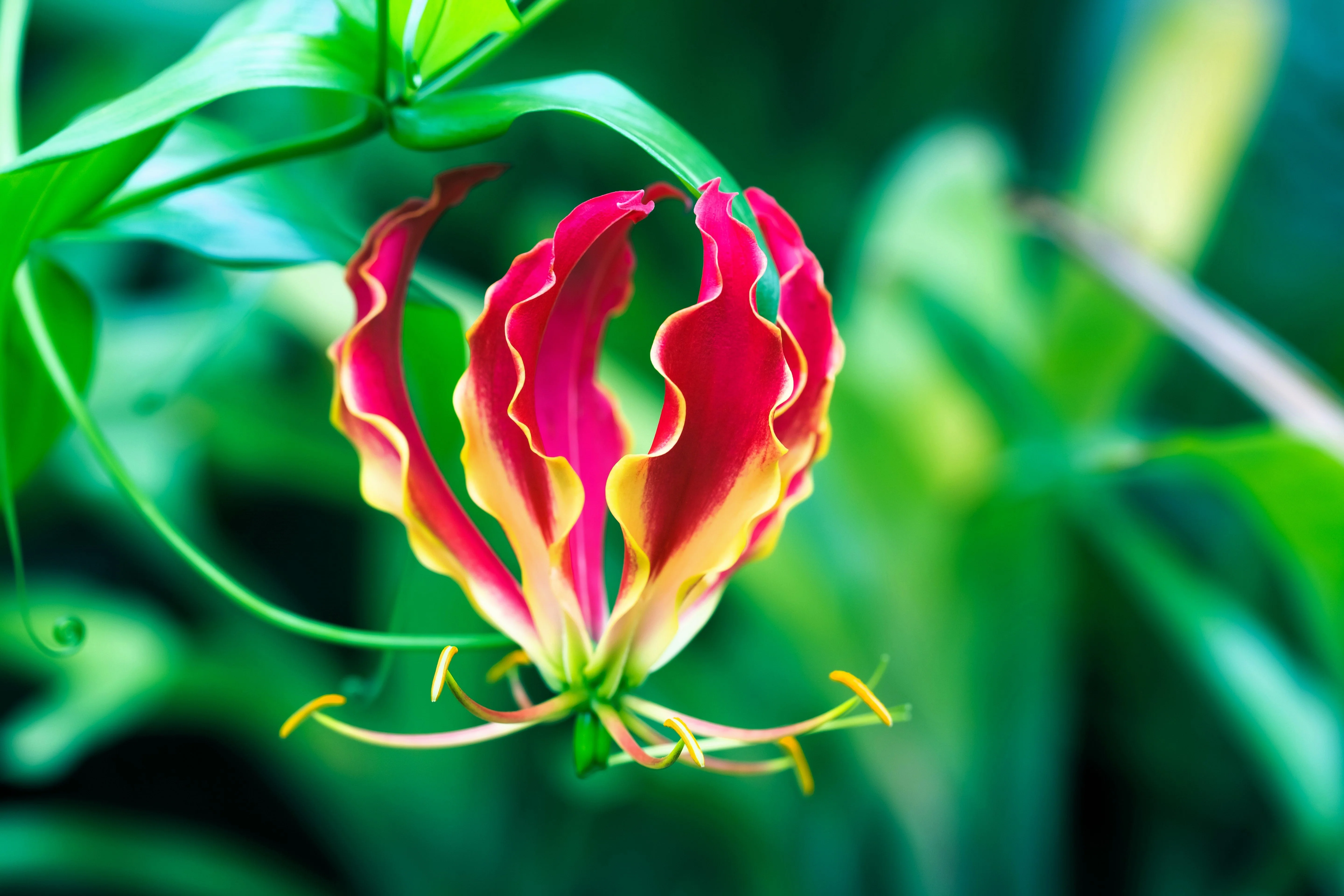 10 RED GLORIOSA LILY Flame Lily Gloriosa Superba Red & Yellow Flower Vine Seeds - Image 11