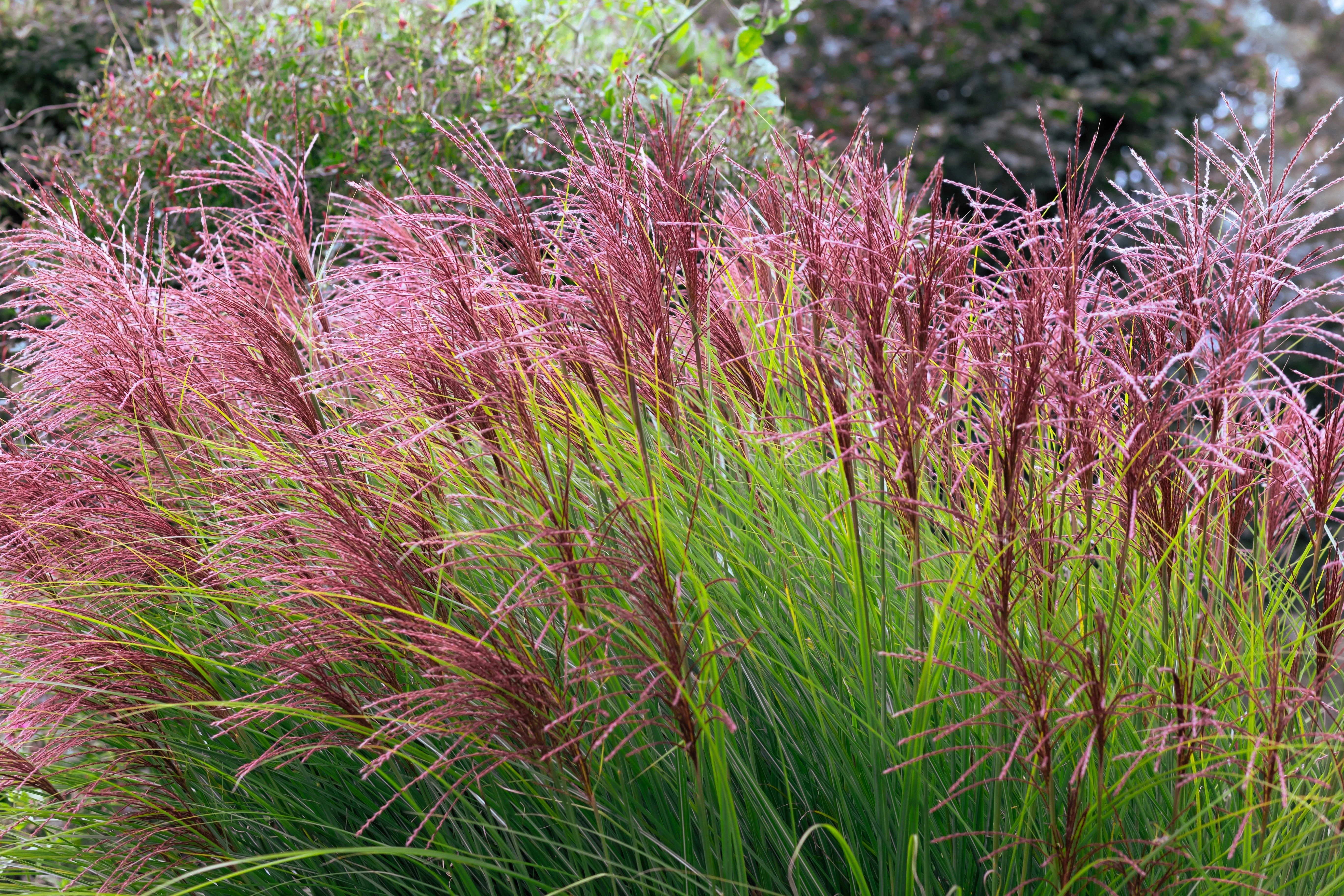 10 RED MAIDEN GRASS Miscanthus Sinensis Plumes Ornamental Flower Seeds - Image 2