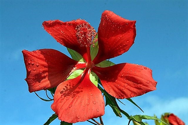 10 Red TEXAS STAR HIBISCUS Coccineus Scarlet Rosemallow Flower Seeds - Image 3