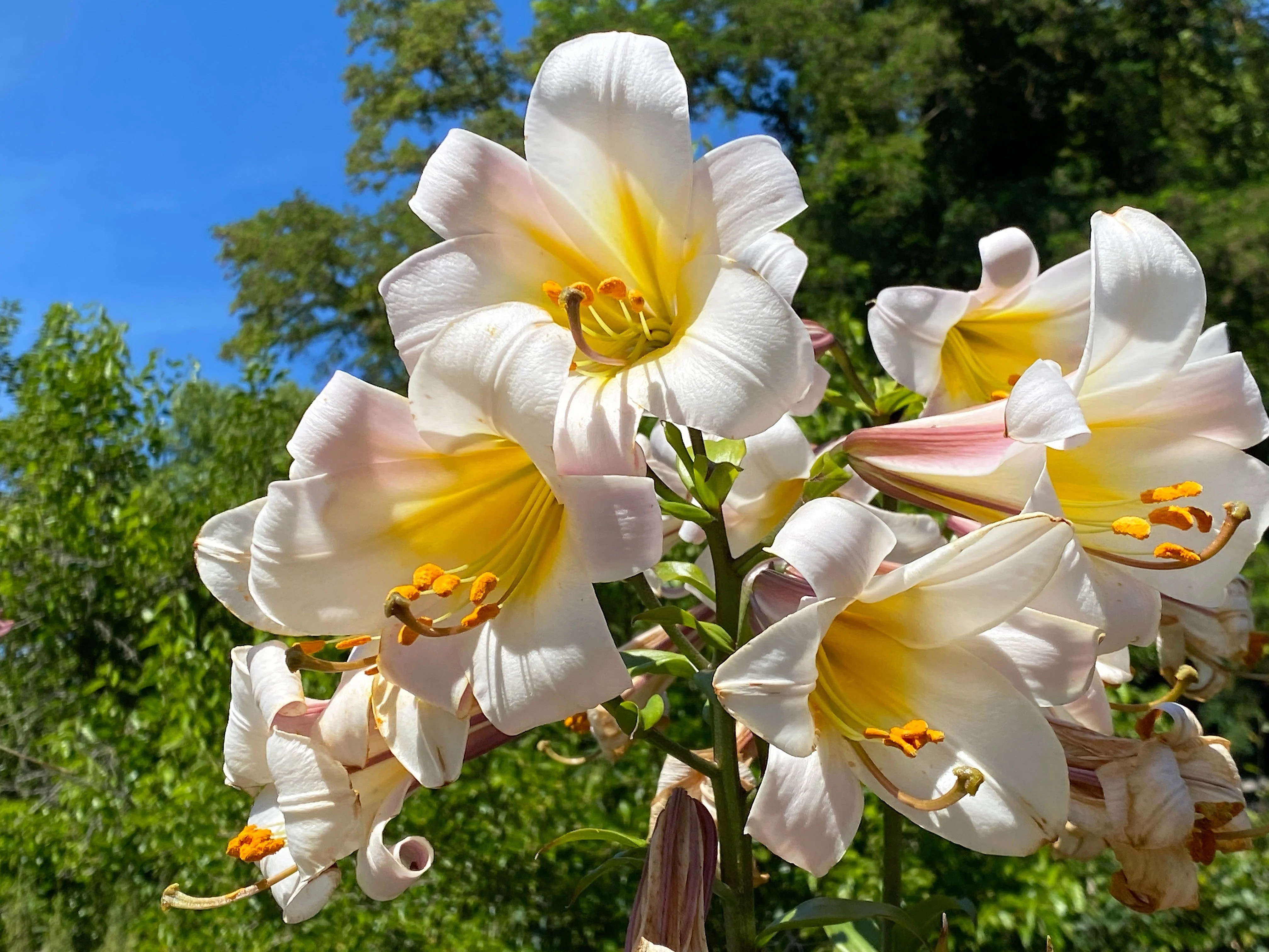 10 REGAL TRUMPET LILY aka Royal / King's Lilium Regale White Pink Yellow Flower Seeds - Image 10