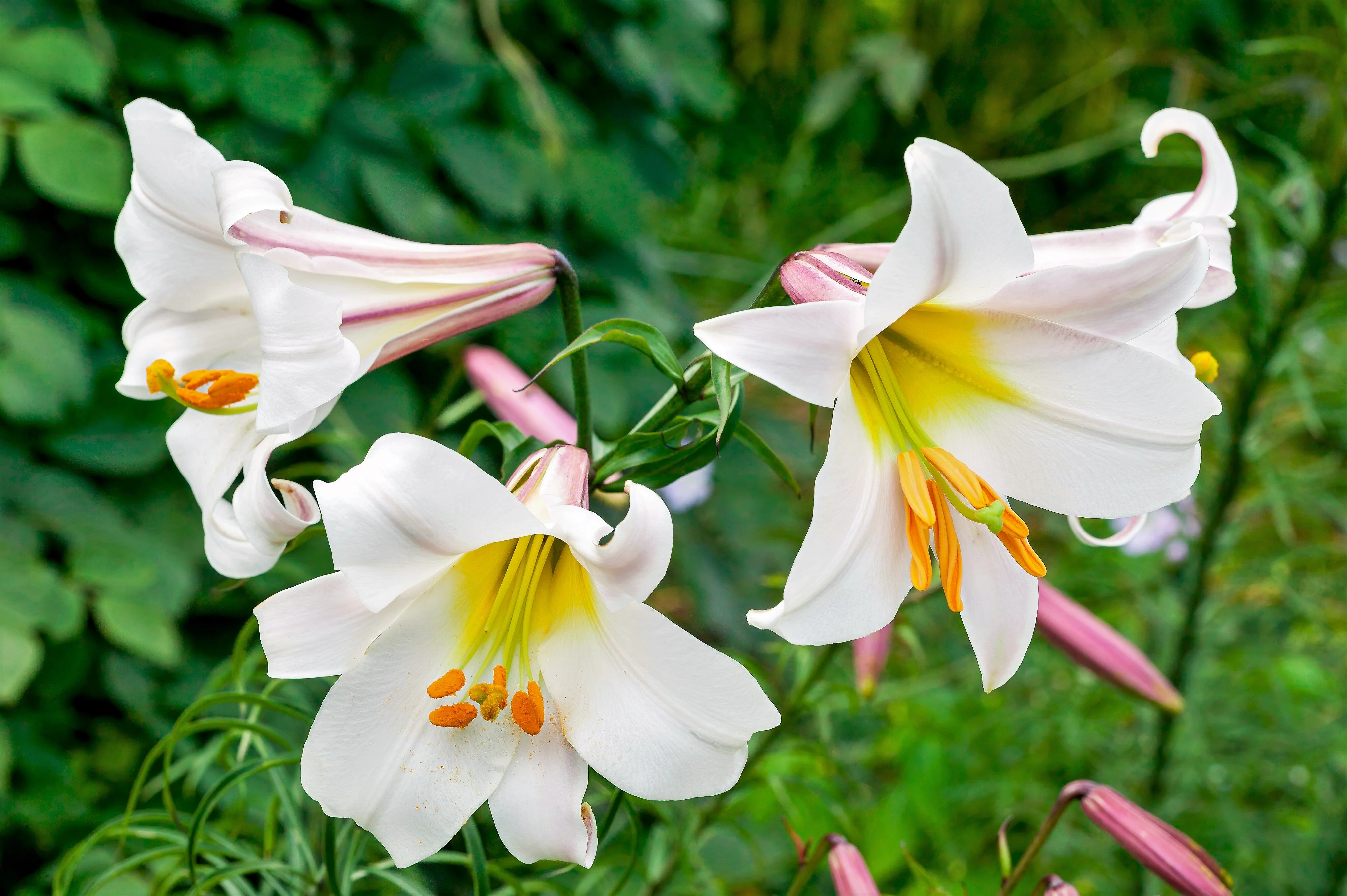 10 REGAL TRUMPET LILY aka Royal / King's Lilium Regale White Pink Yellow Flower Seeds - Image 4