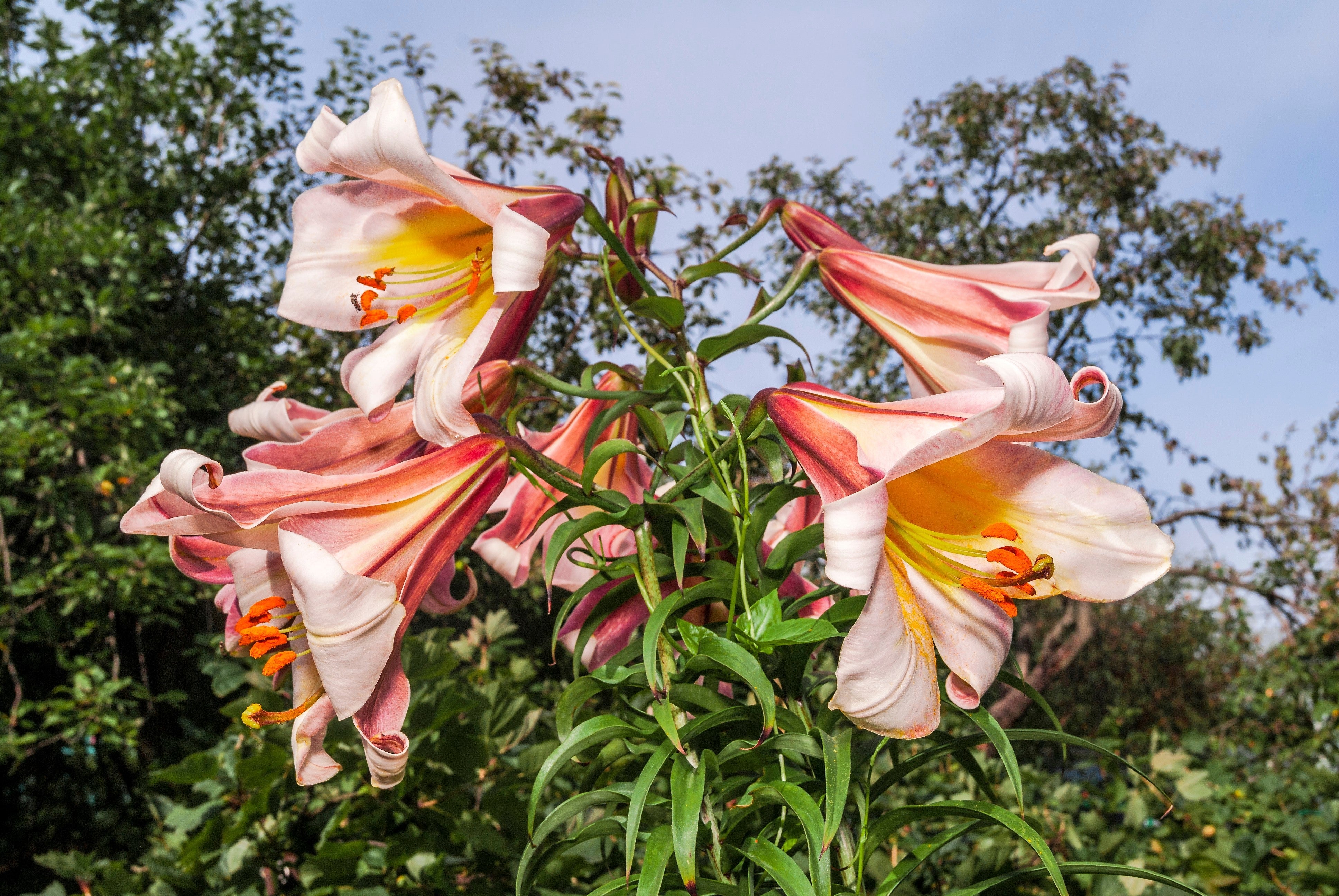 10 REGAL TRUMPET LILY aka Royal / King's Lilium Regale White Pink Yellow Flower Seeds - Image 5