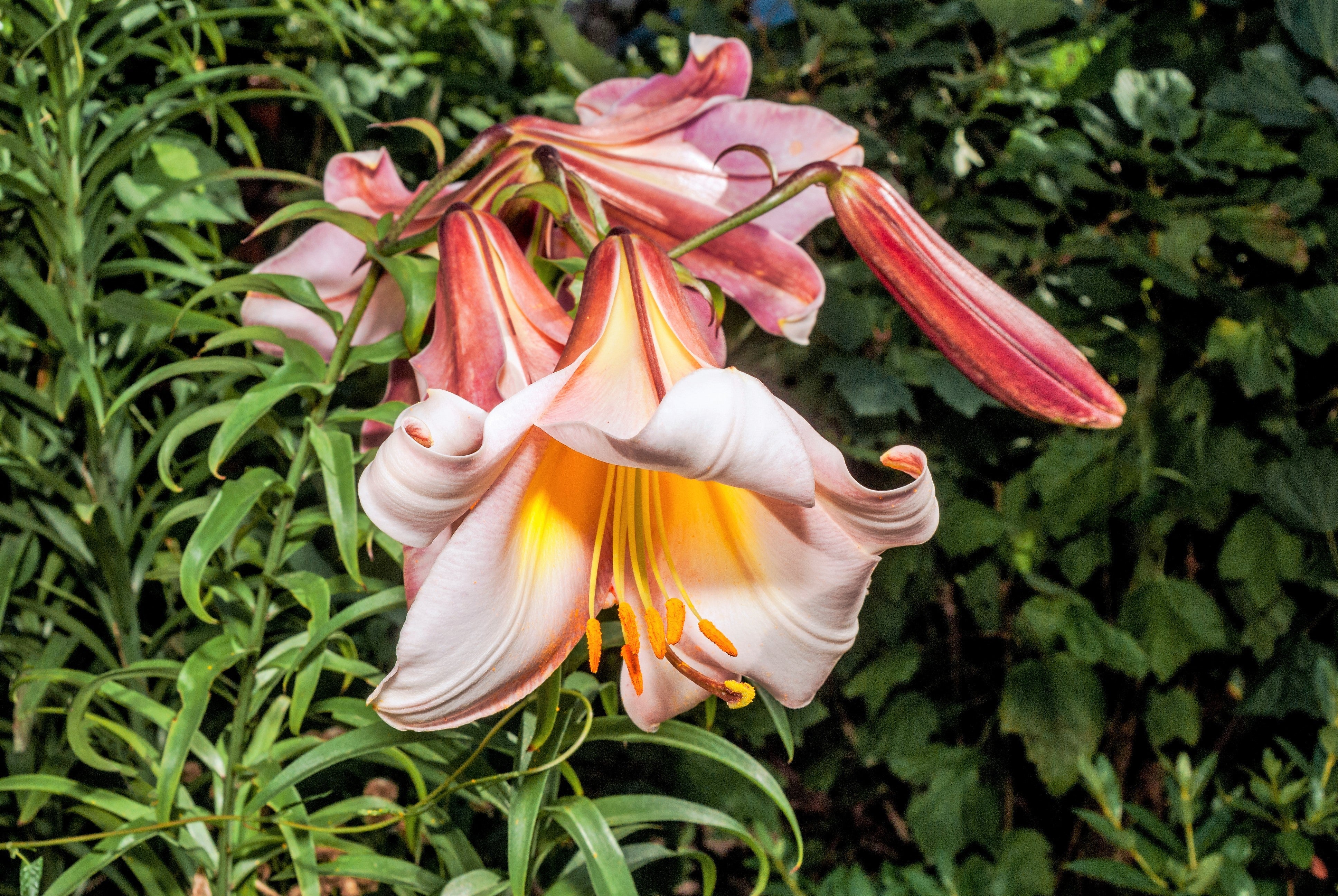 10 REGAL TRUMPET LILY aka Royal / King's Lilium Regale White Pink Yellow Flower Seeds - Image 7
