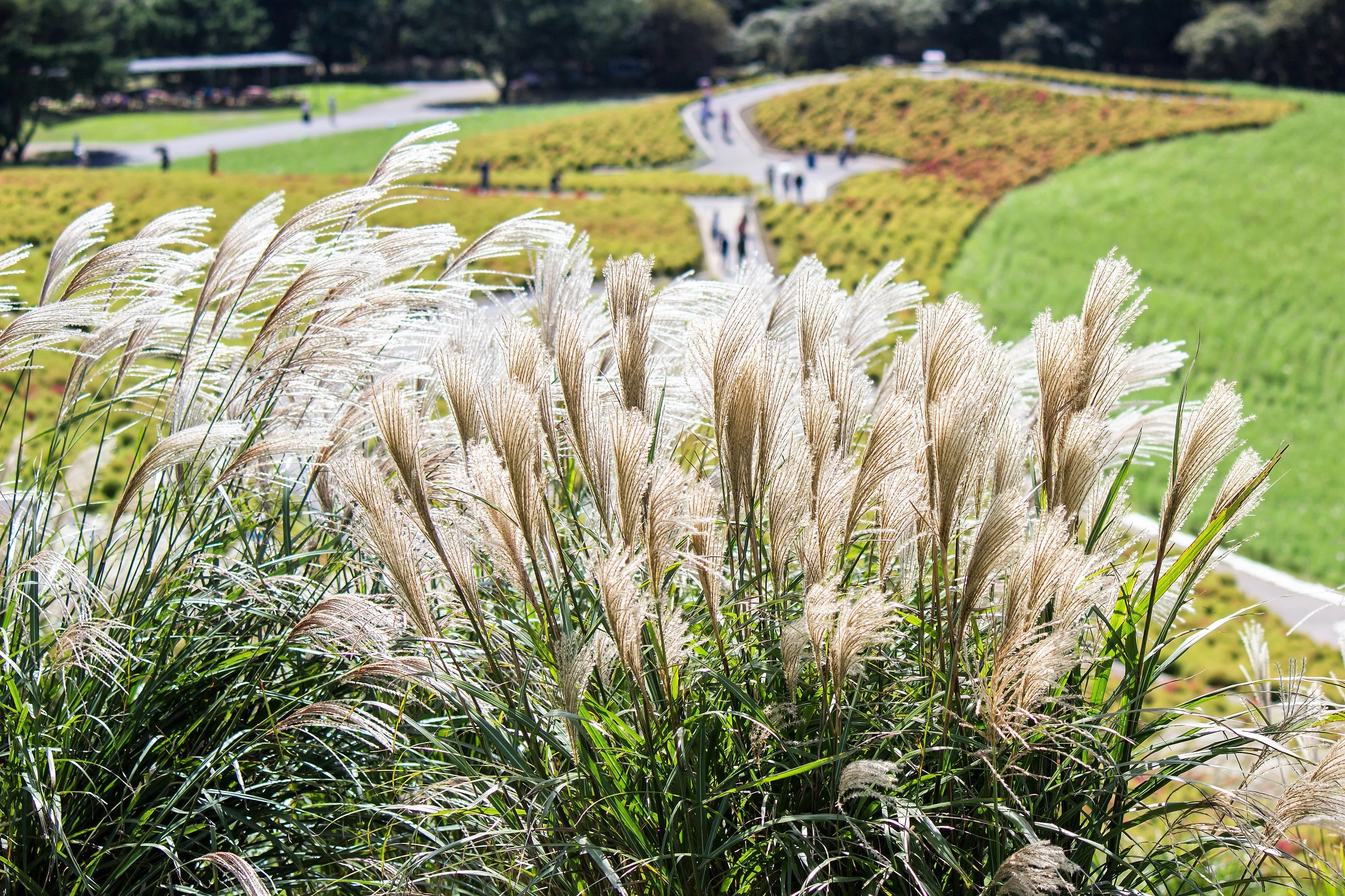 10 SILVER MAIDEN GRASS Miscanthus Sinensis Japanese Pampas Perennial Flower Seeds - Image 11