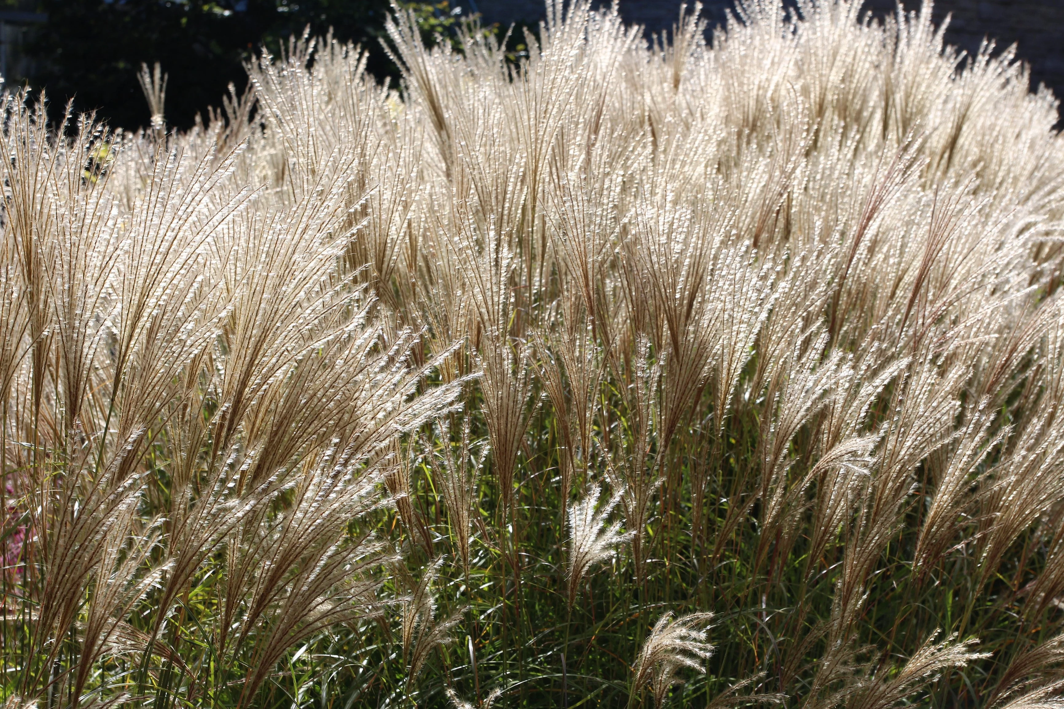 10 SILVER MAIDEN GRASS Miscanthus Sinensis Japanese Pampas Perennial Flower Seeds - Image 6