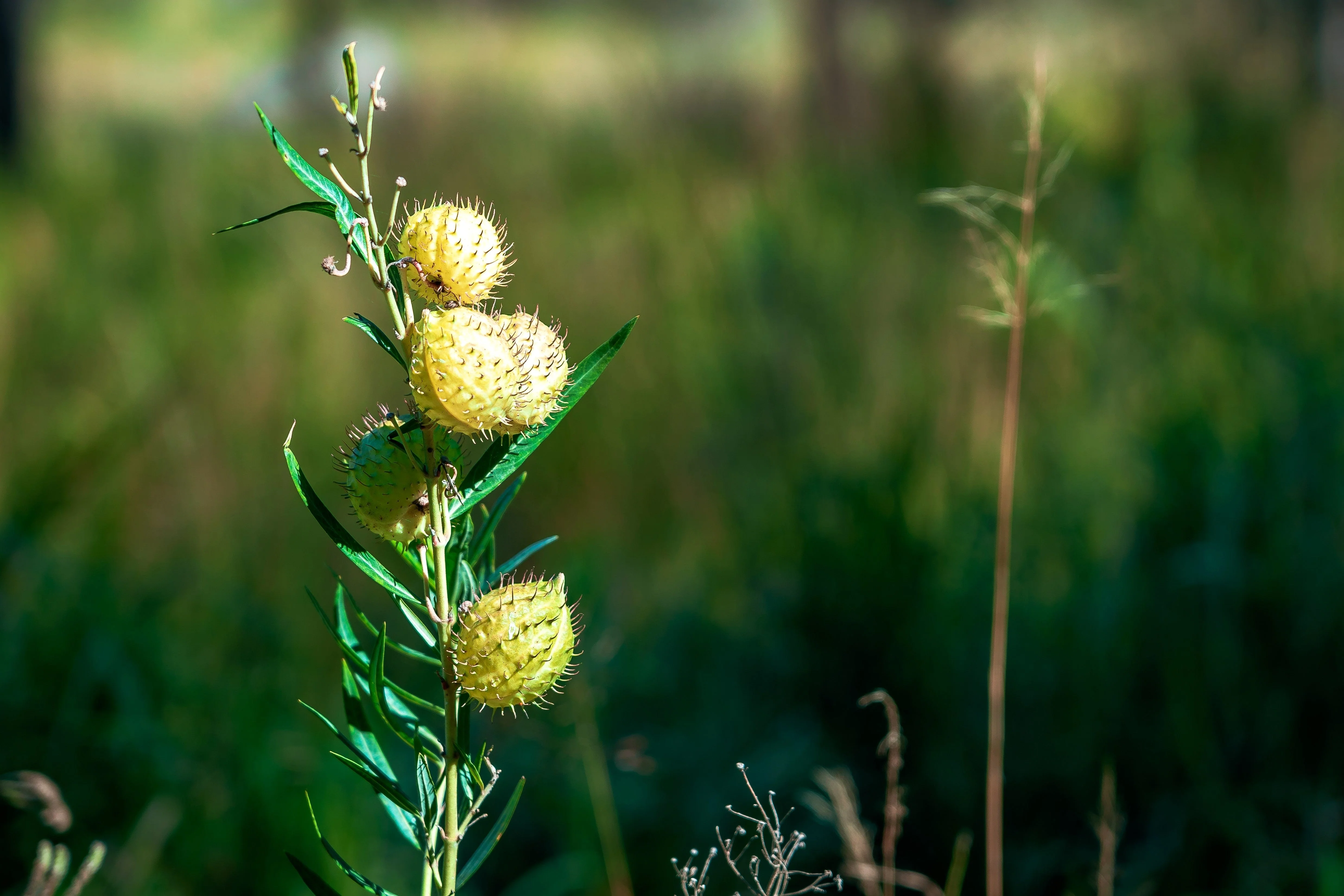 10 SWAN MILKWEED Hairy Balls Butterfly Weed Asclepias Gomphocarpus Fruticosus Monarch Flower Seeds - Image 3