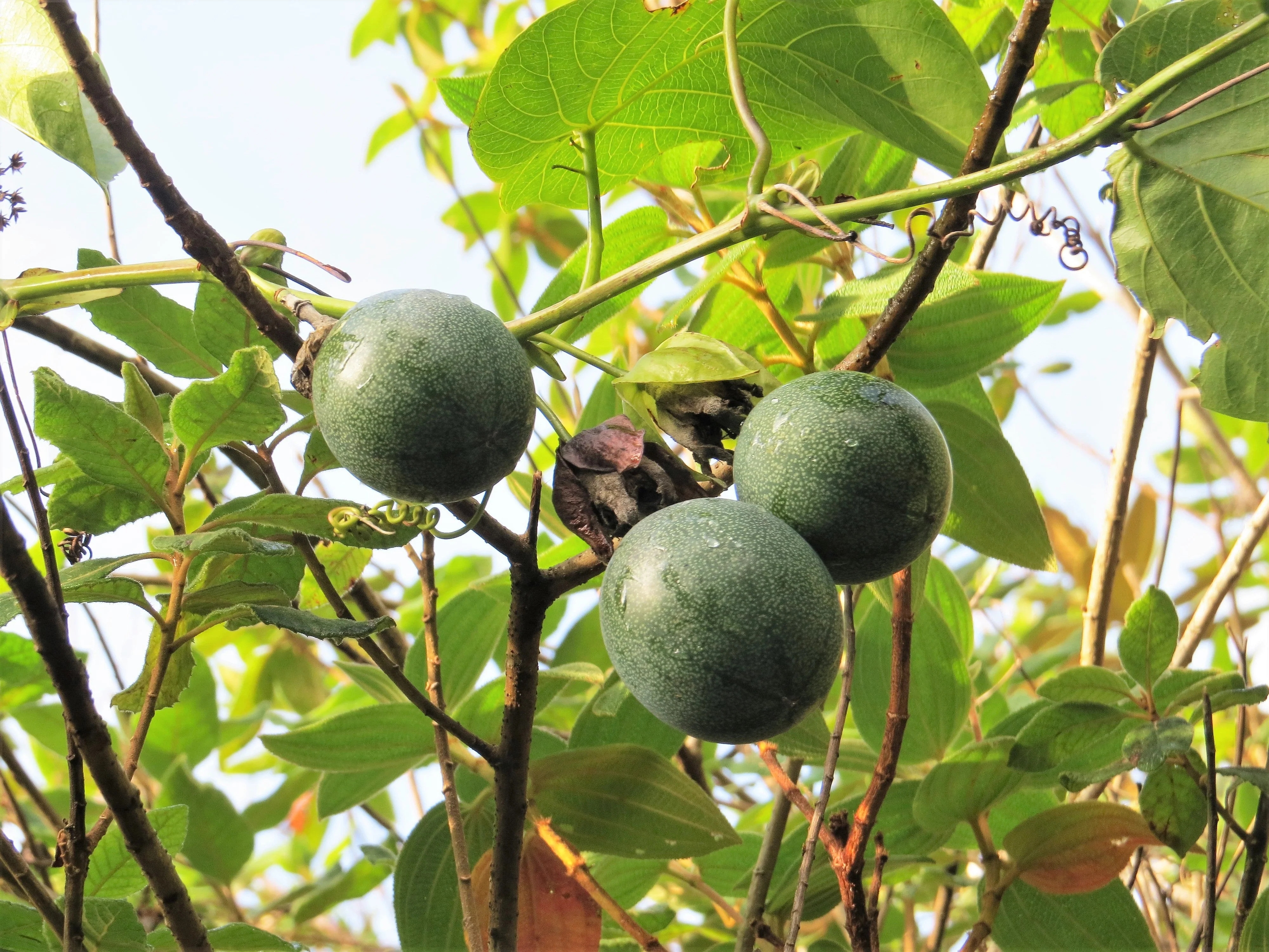 10 SWEET GRANADILLA Yellow Passionfruit Grenadia Sugar Fruit Passiflora Ligularis Huge Purple & White Flower Yellow Orange Fruit Vine Seeds - Image 8
