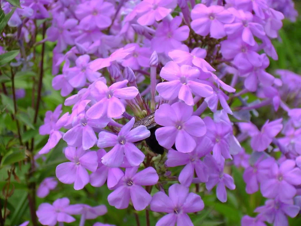 10 Tall PURPLE PHLOX Paniculata Garden Summer Native Hummingbird Flower Seeds - Image 6