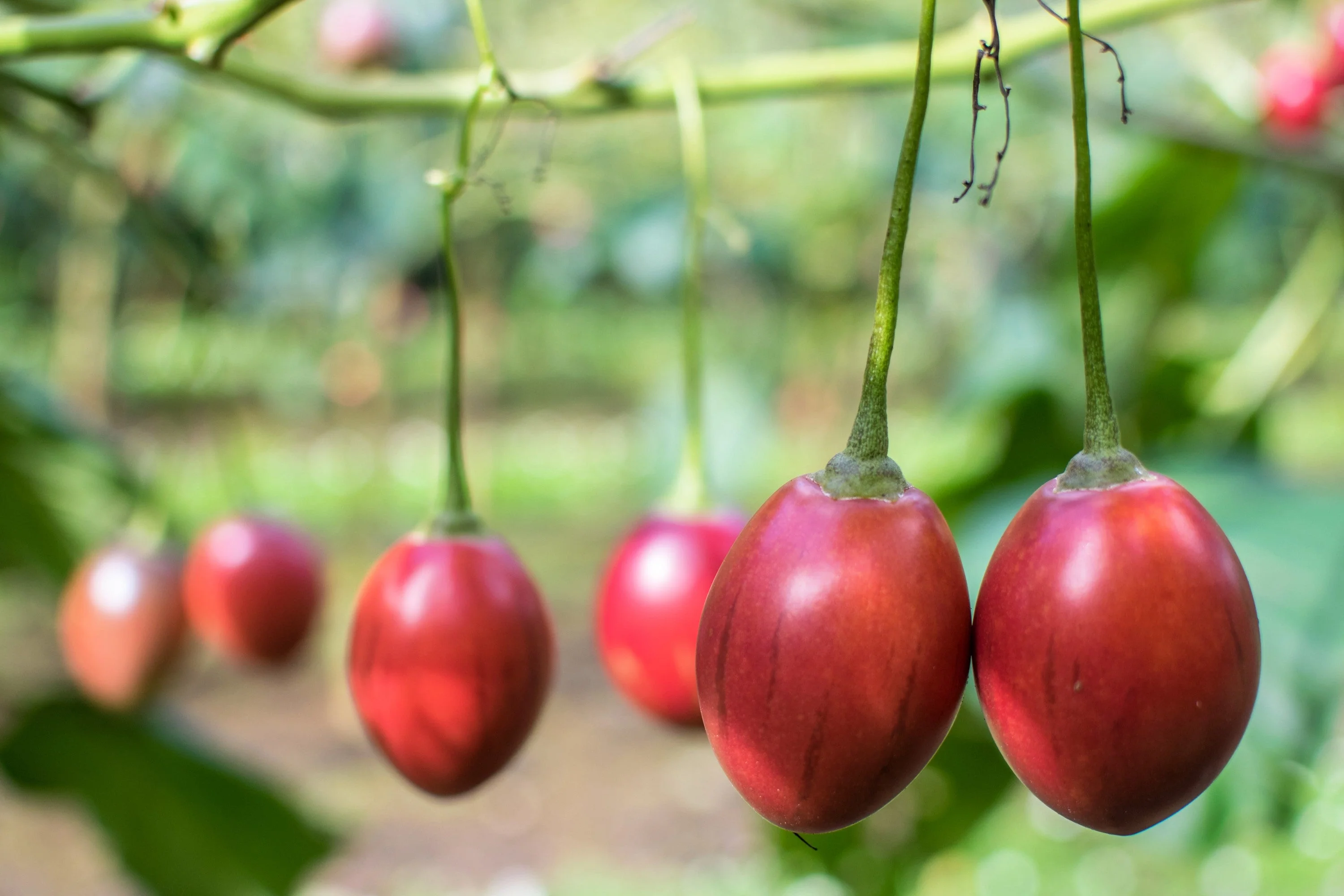 10 TAMARILLO / TREE TOMATO Cyphomandra Betacea Solanum Fruit Tree Seeds - Image 2
