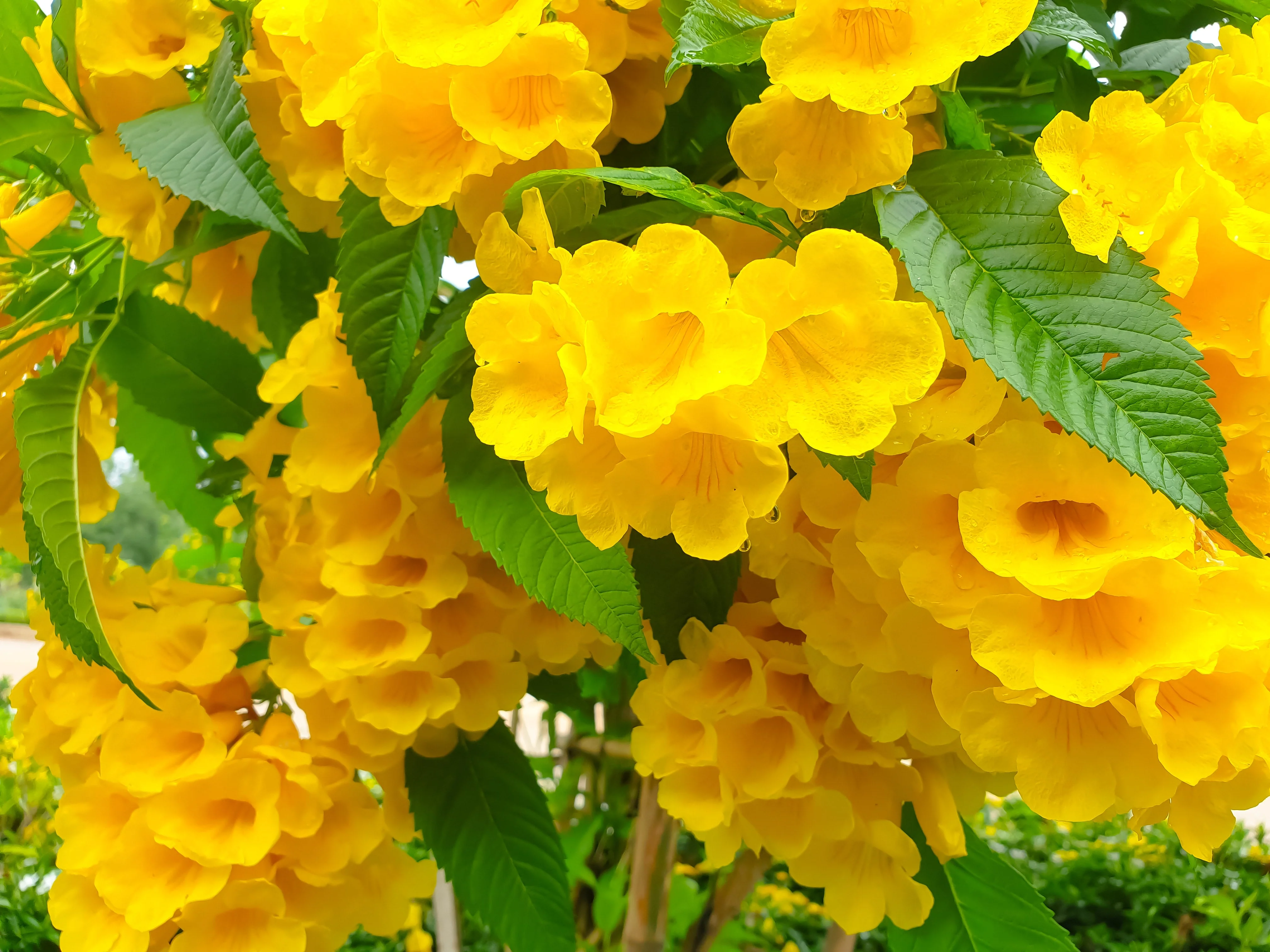 10 TECOMA STANS (Yellow Trumpetbush / Yellow Bells / Yellow Elder / Esperanza) Flower Shrub Bush Seeds - Image 3