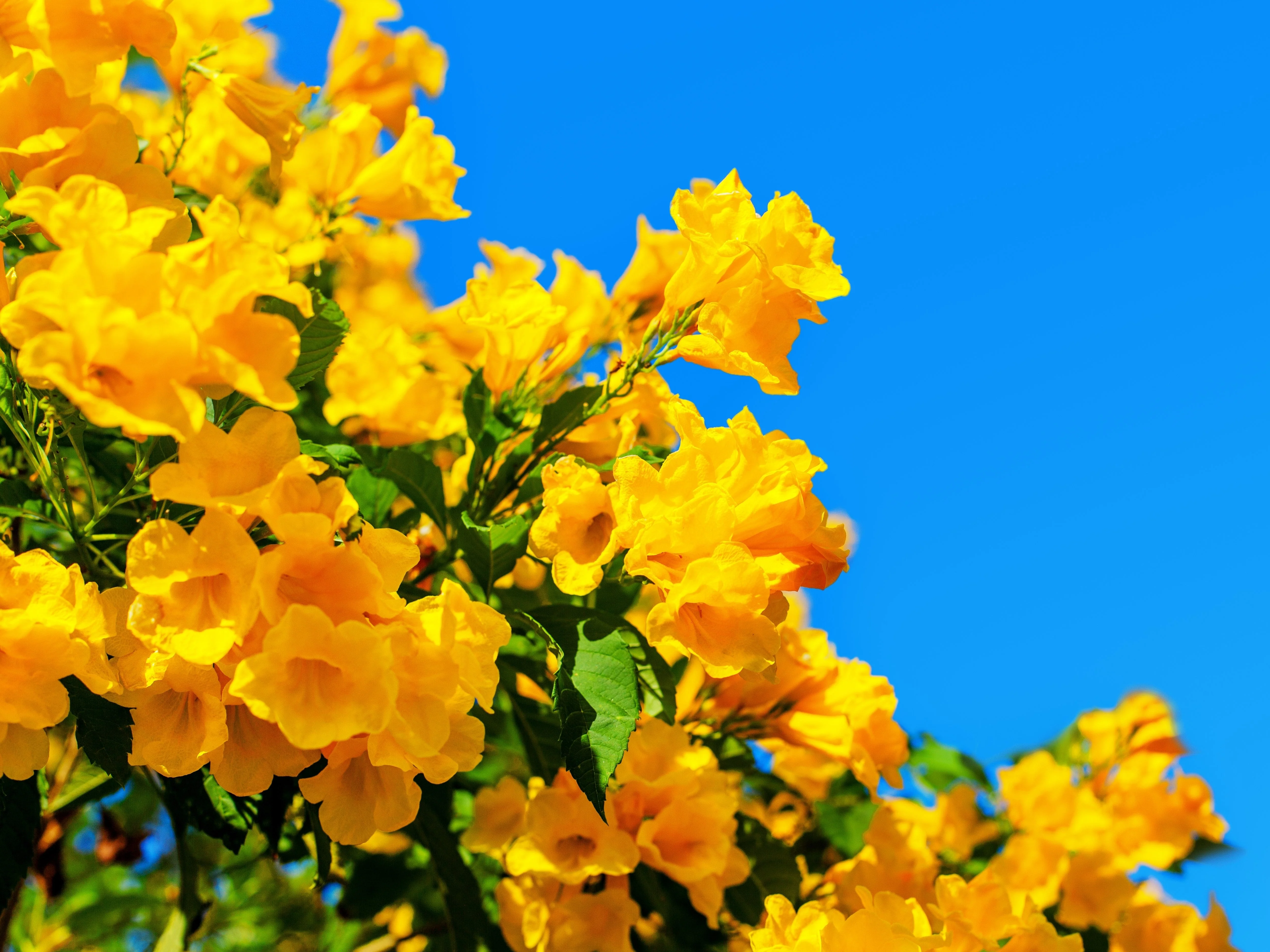 10 TECOMA STANS (Yellow Trumpetbush / Yellow Bells / Yellow Elder / Esperanza) Flower Shrub Bush Seeds - Image 4