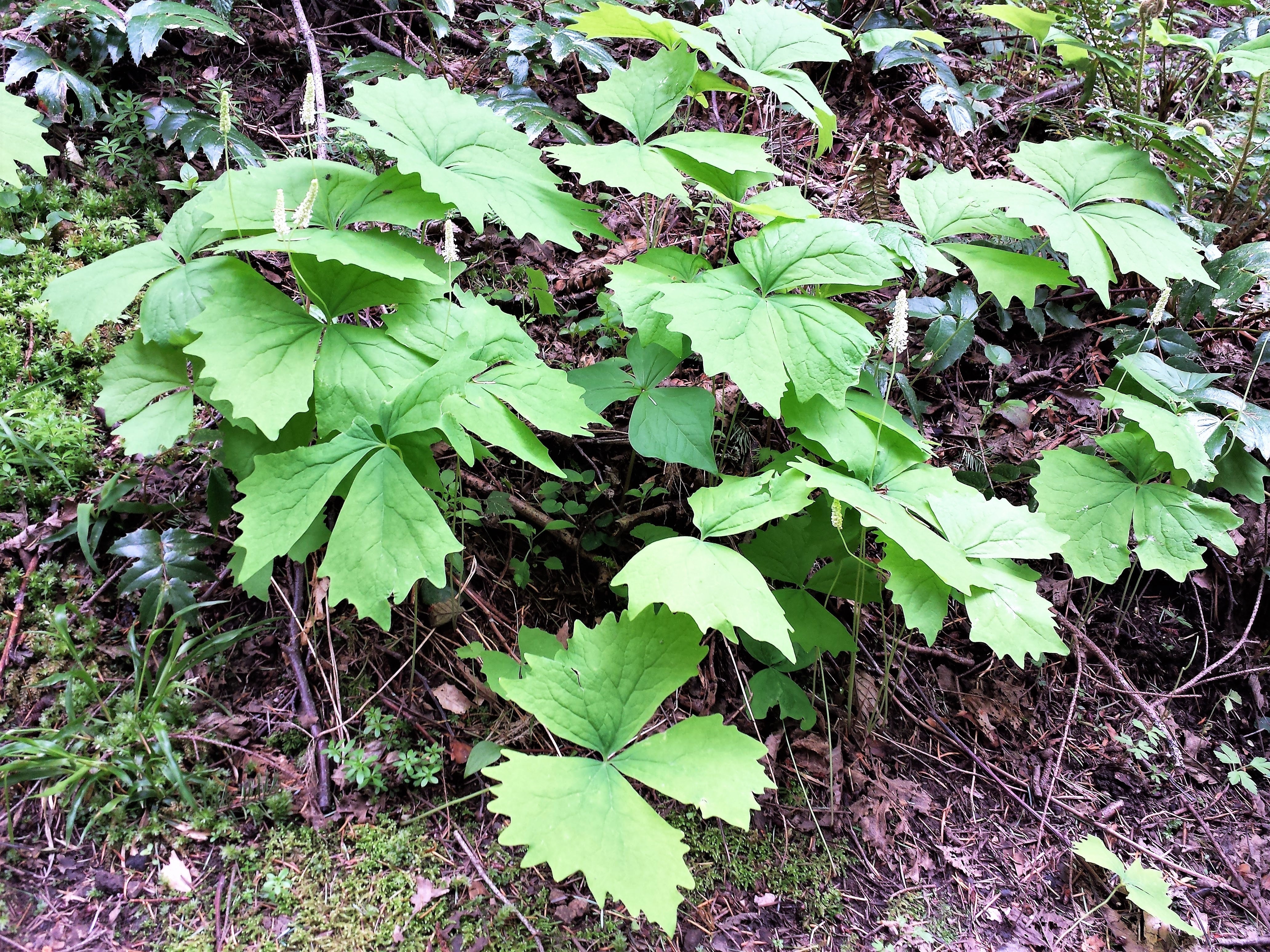 10 VANILLA LEAF Achlys Triphylla Deer Foot Vanillaleaf Fragrant Foliage White Shade Groundcover Flower Seeds - Image 10