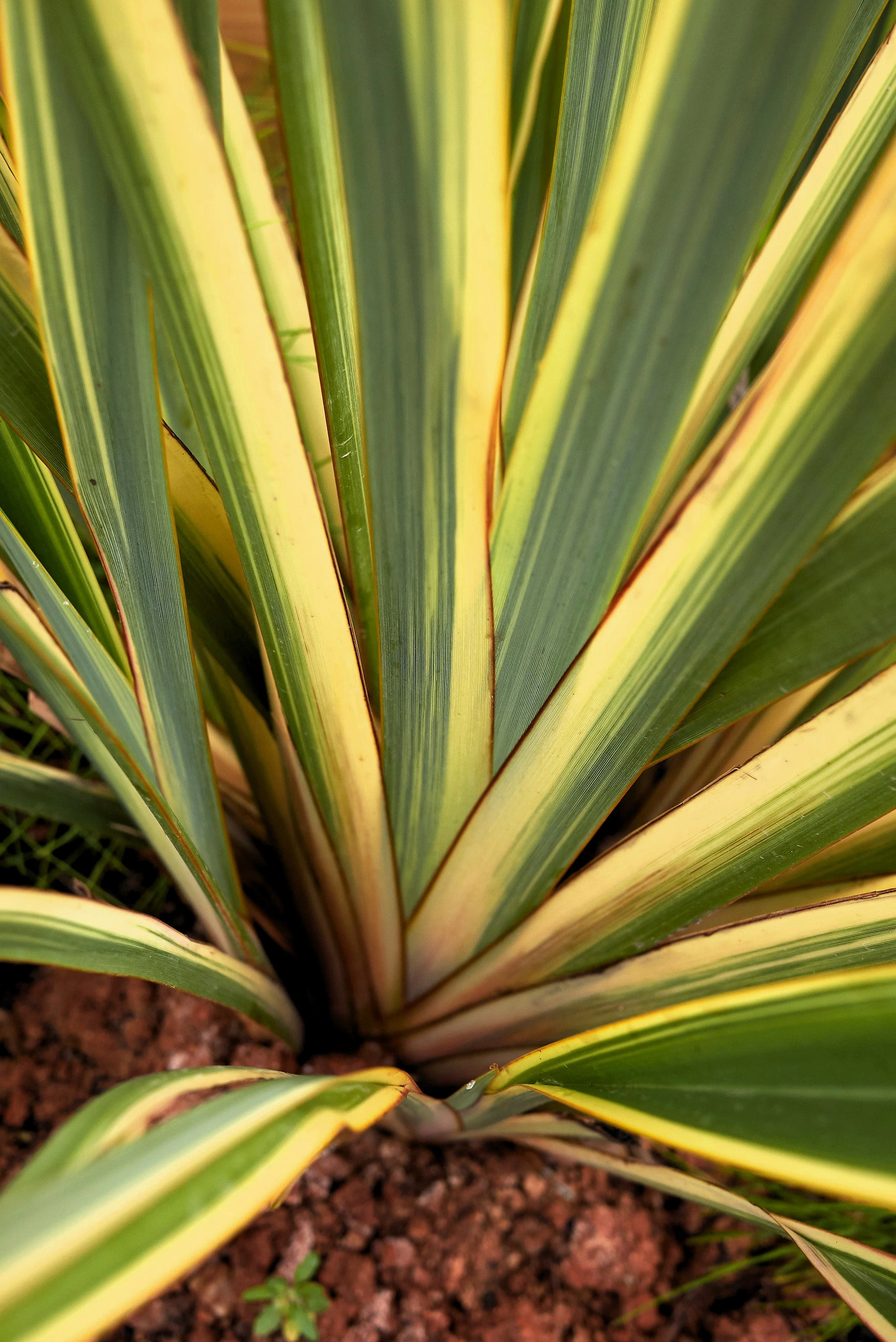 10 Variegated NEW ZEALAND FLAX Phormium Tenax Variegatum Ornamental Grass Flower Seeds - Image 5