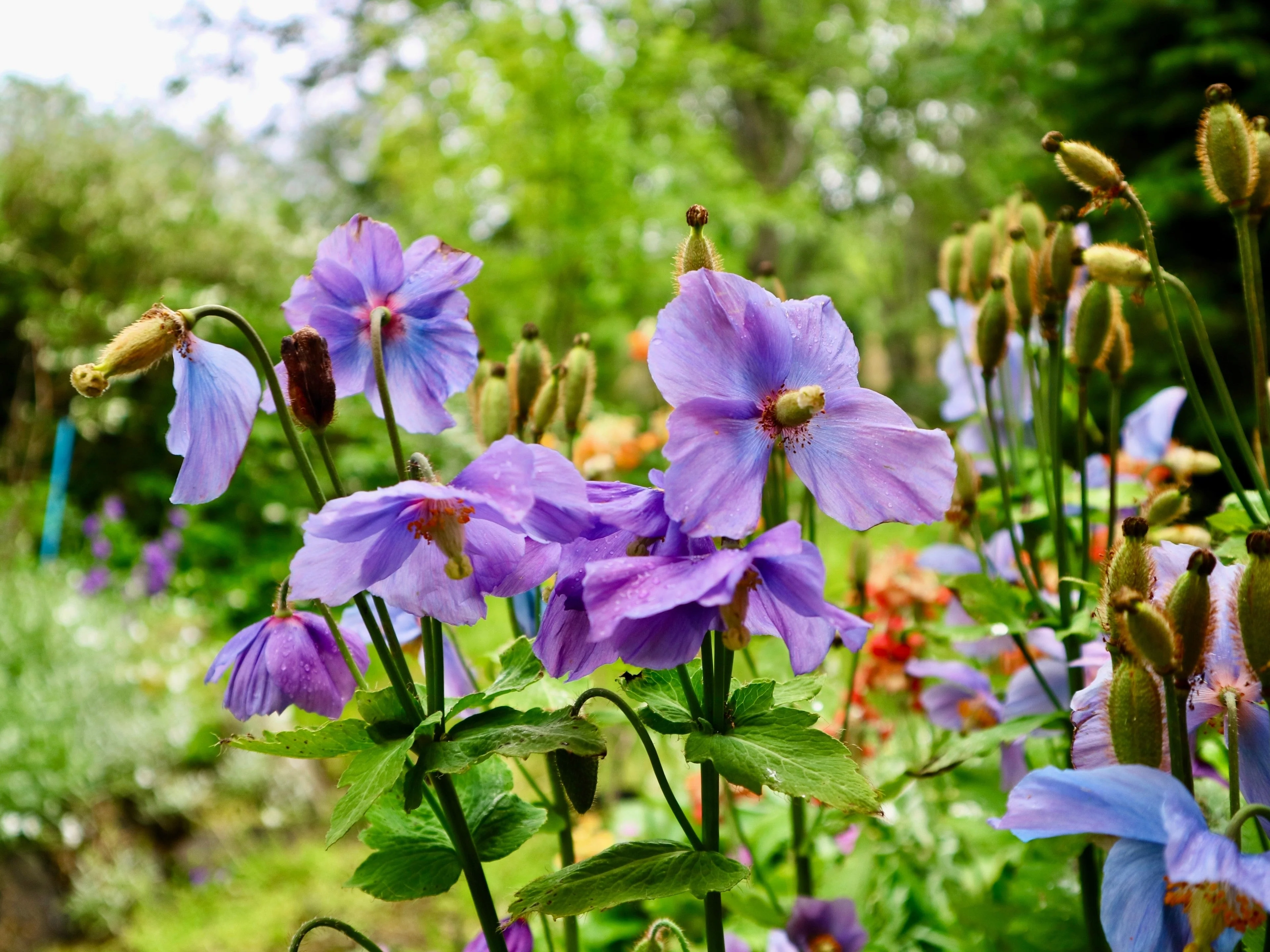 10 VIOLET HIMALAYAN POPPY Meconopsis Betonicifolia Purple Hensol Flower Seeds - Image 11