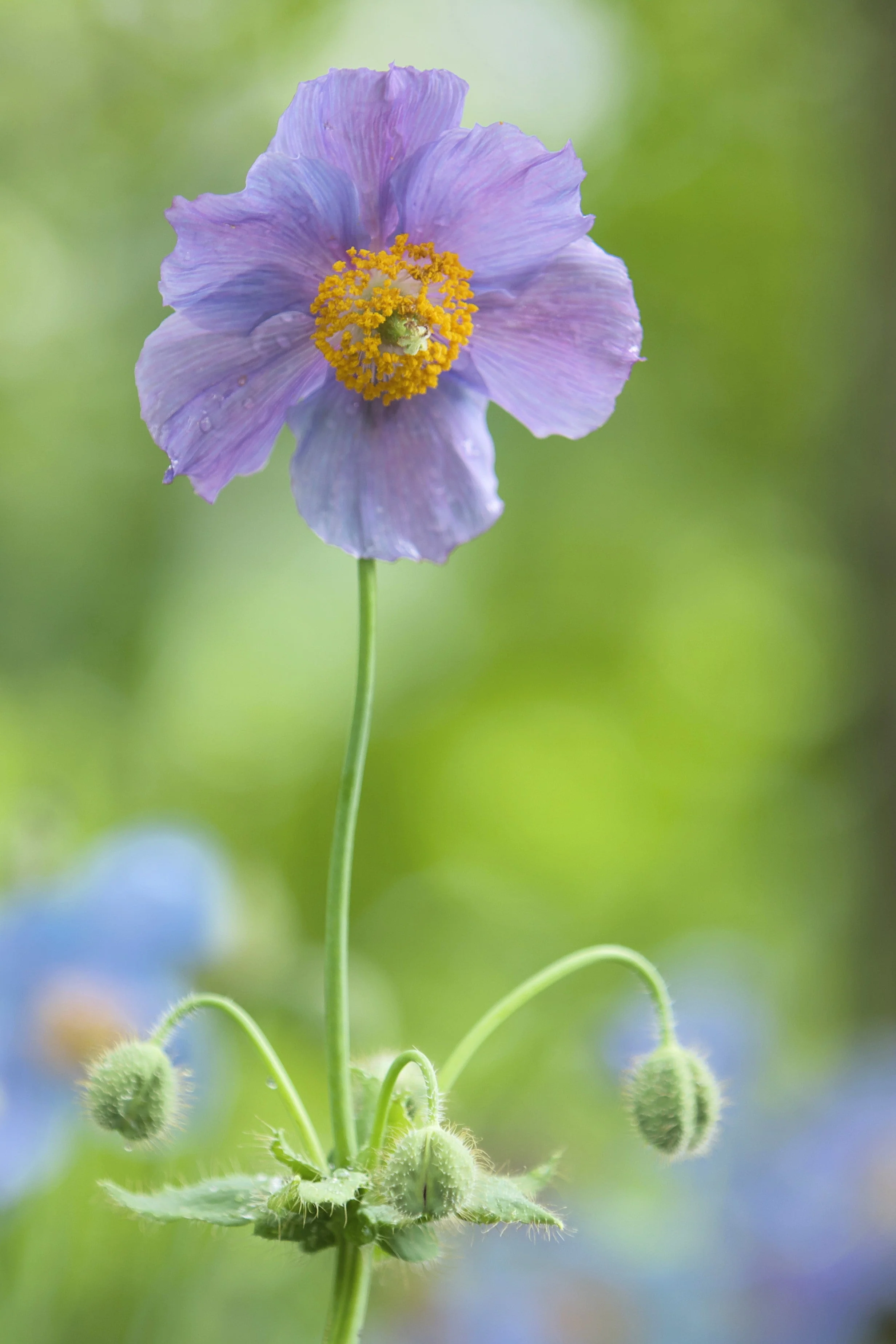 10 VIOLET HIMALAYAN POPPY Meconopsis Betonicifolia Purple Hensol Flower Seeds - Image 6
