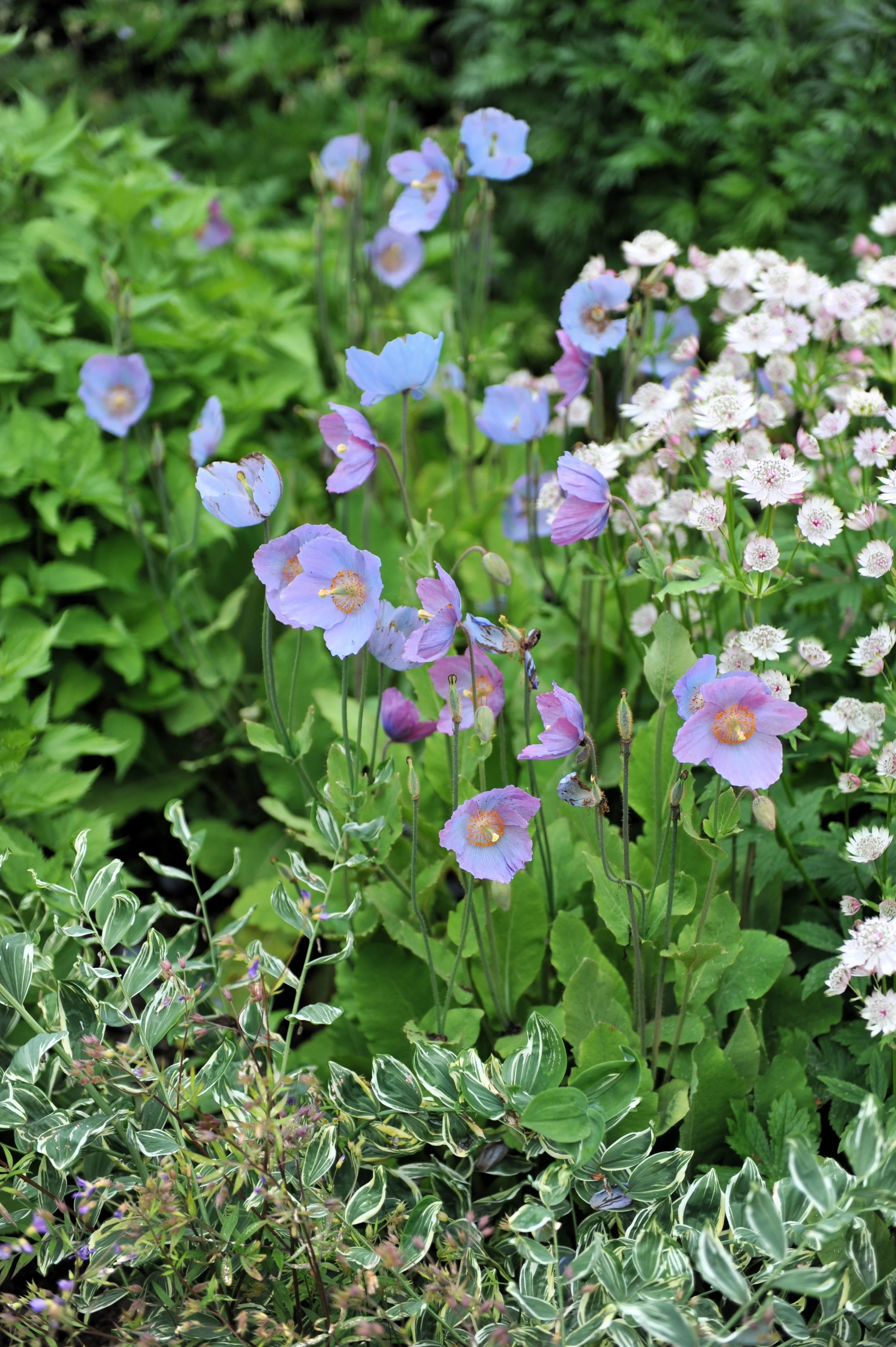 10 VIOLET HIMALAYAN POPPY Meconopsis Betonicifolia Purple Hensol Flower Seeds - Image 9